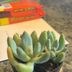 Photo of the plant species Blue Giant by @KeyCardoon92 named Treeyoncé on Greg, the plant care app