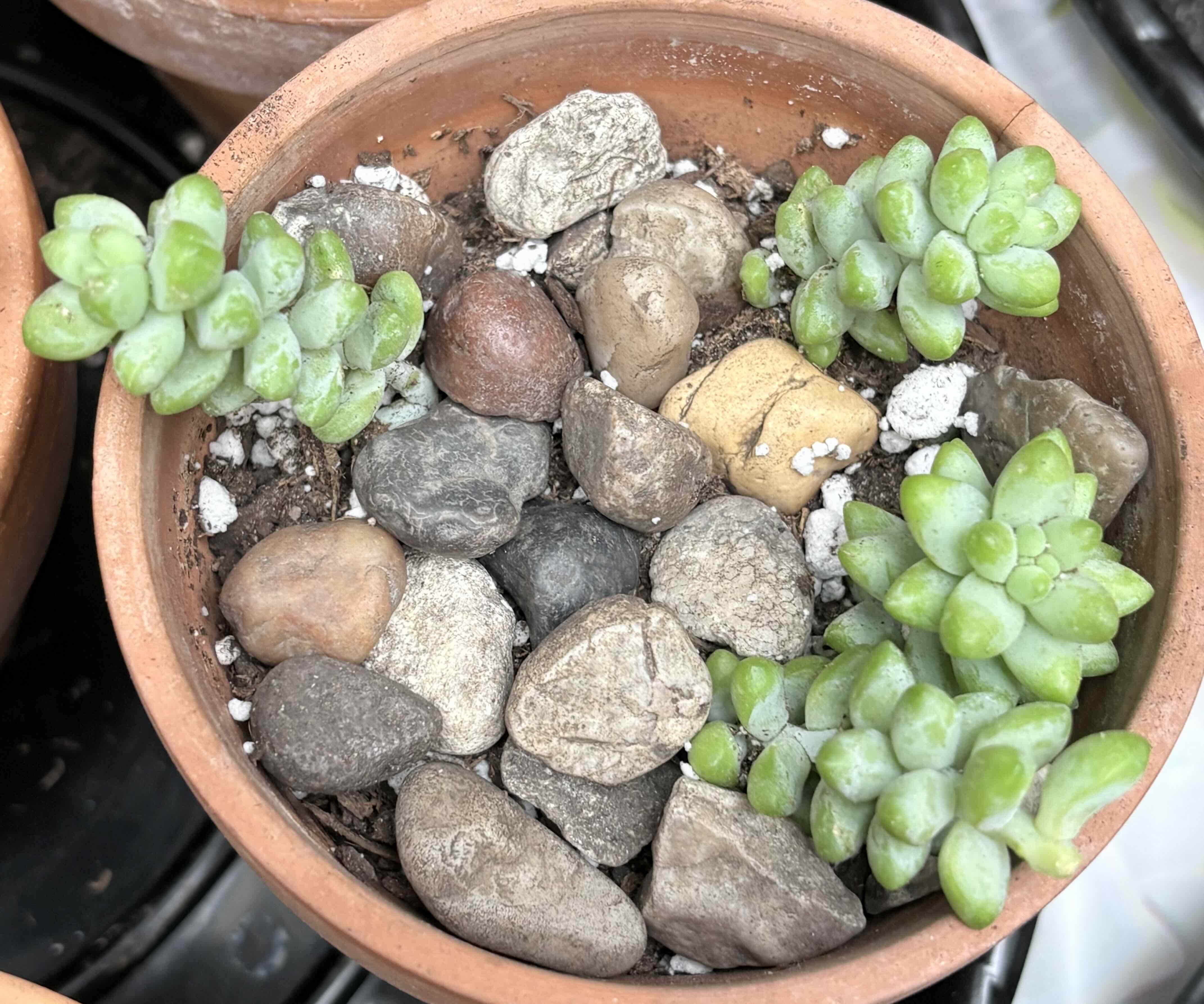 Sedum morgansteraniam “burro’s tail”
