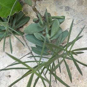 Senecio crassiflorus