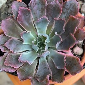 Photo of the plant species Echeveria Shaviana Pink Frills by @BEsucculent named Echeveria shaviana “neon breakers” on Greg, the plant care app