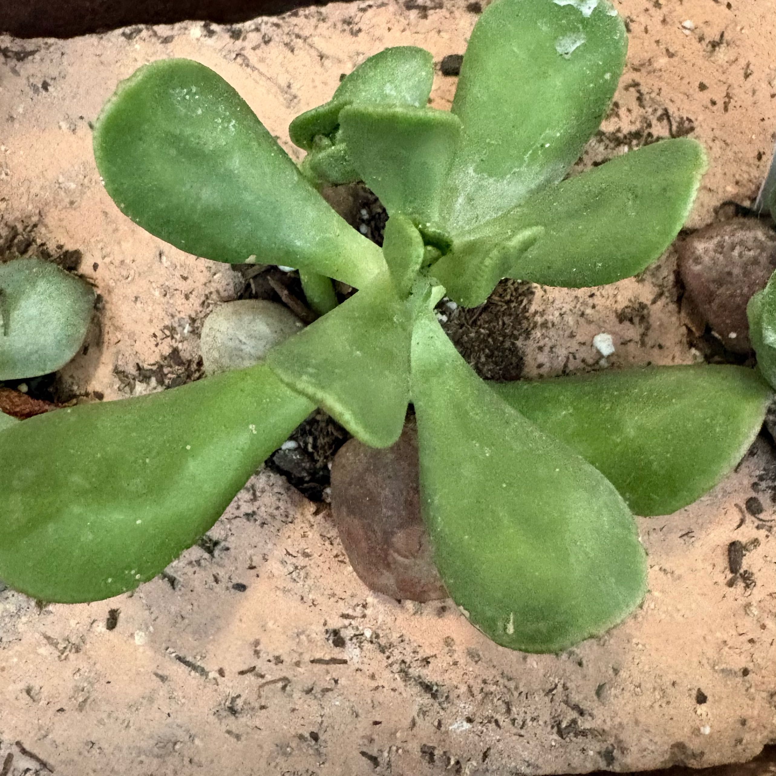 Sedum dendroideum
