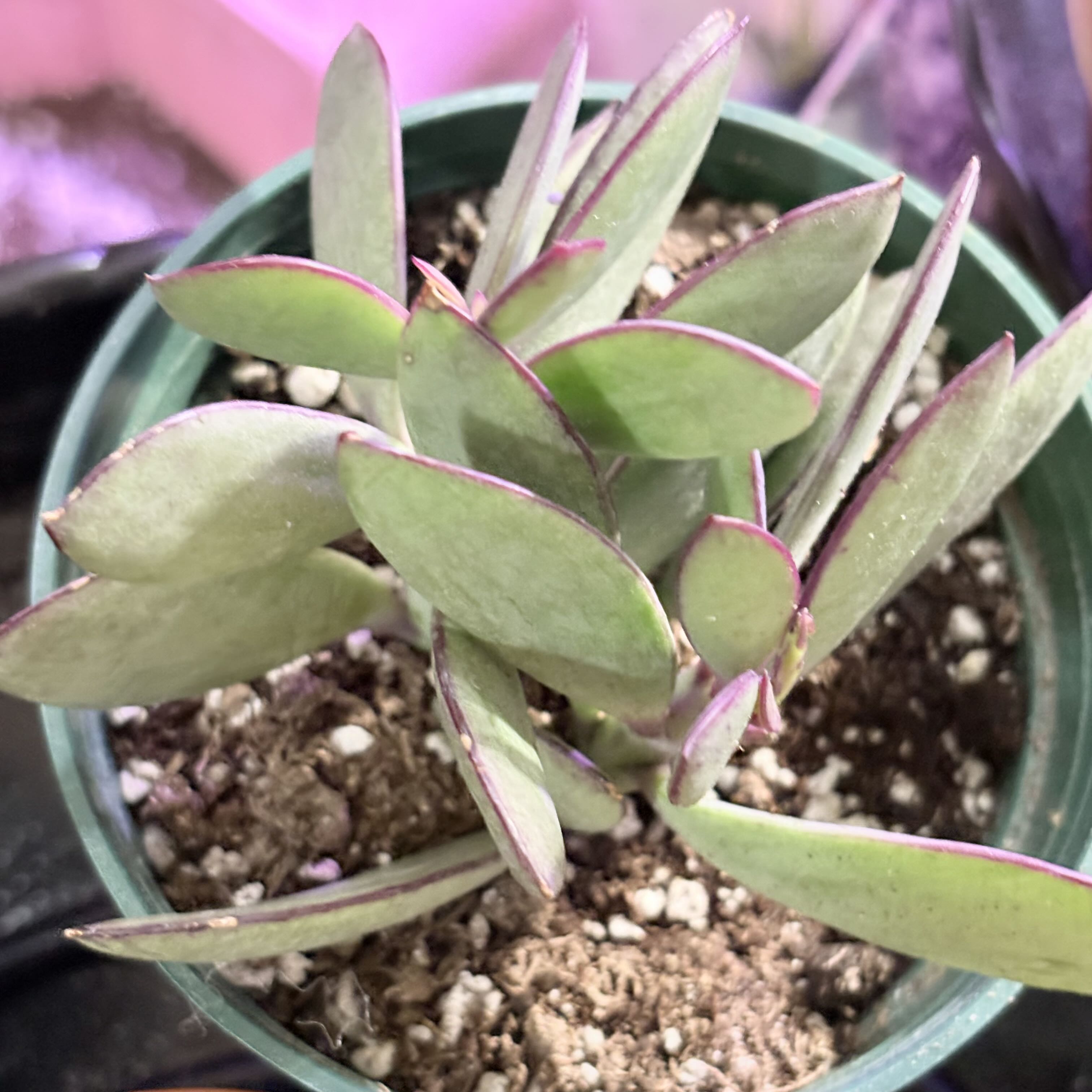 Photo of the plant species Vertical Leaf Senecio by @BEsucculent named Senecio crassissimus W 40F S 85F on Greg, the plant care app