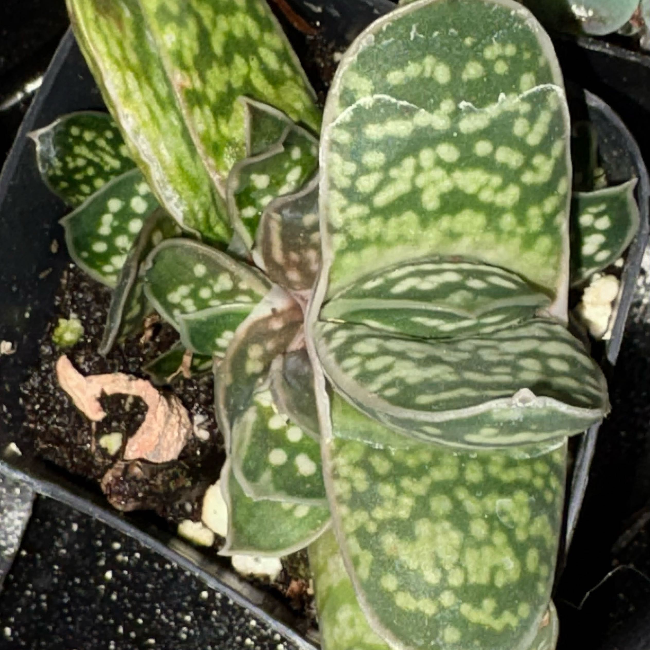 Photo of the plant species Gasteria brachyphylla var. brachyphylla by @BEsucculent named Gasteria brachyphylla S on Greg, the plant care app