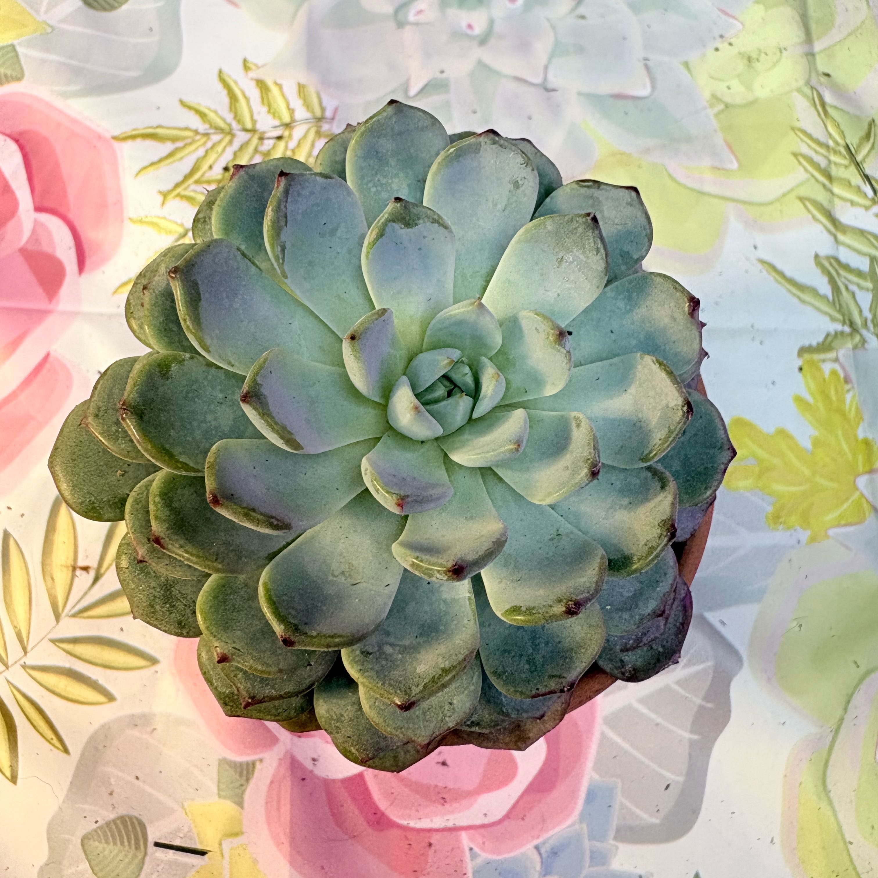 Photo of the plant species Miniature Echeveria  by @BEsucculent named Echeveria minima on Greg, the plant care app