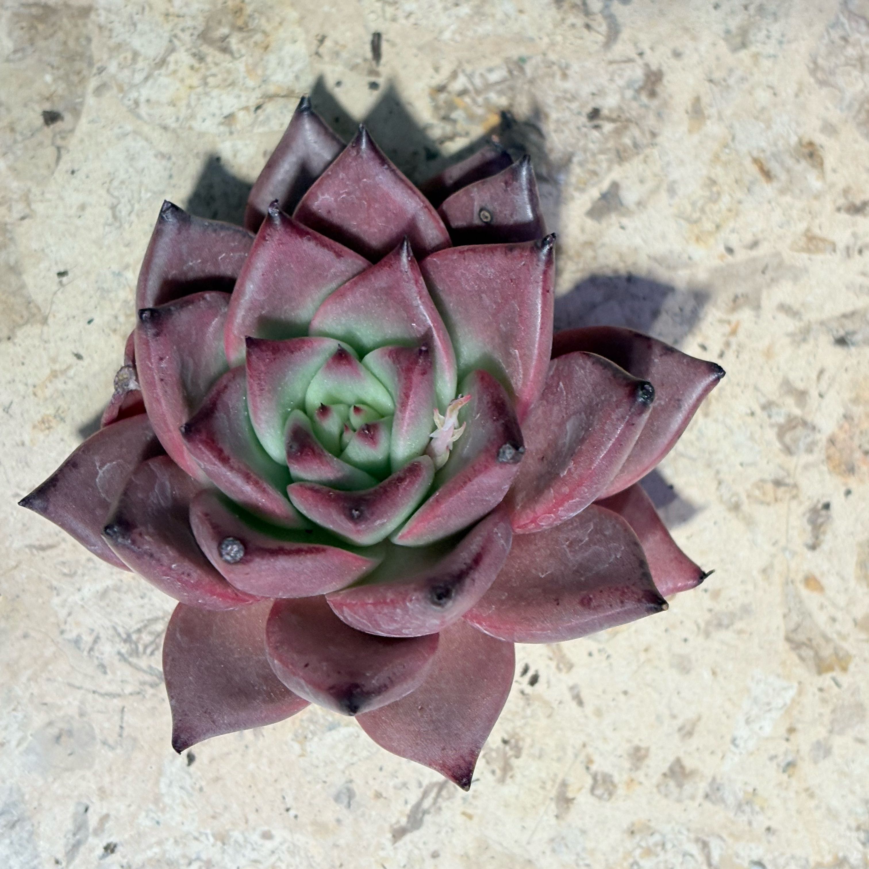 Photo of the plant species echeveria Romeo by @BEsucculent named Echeveria avagoides on Greg, the plant care app