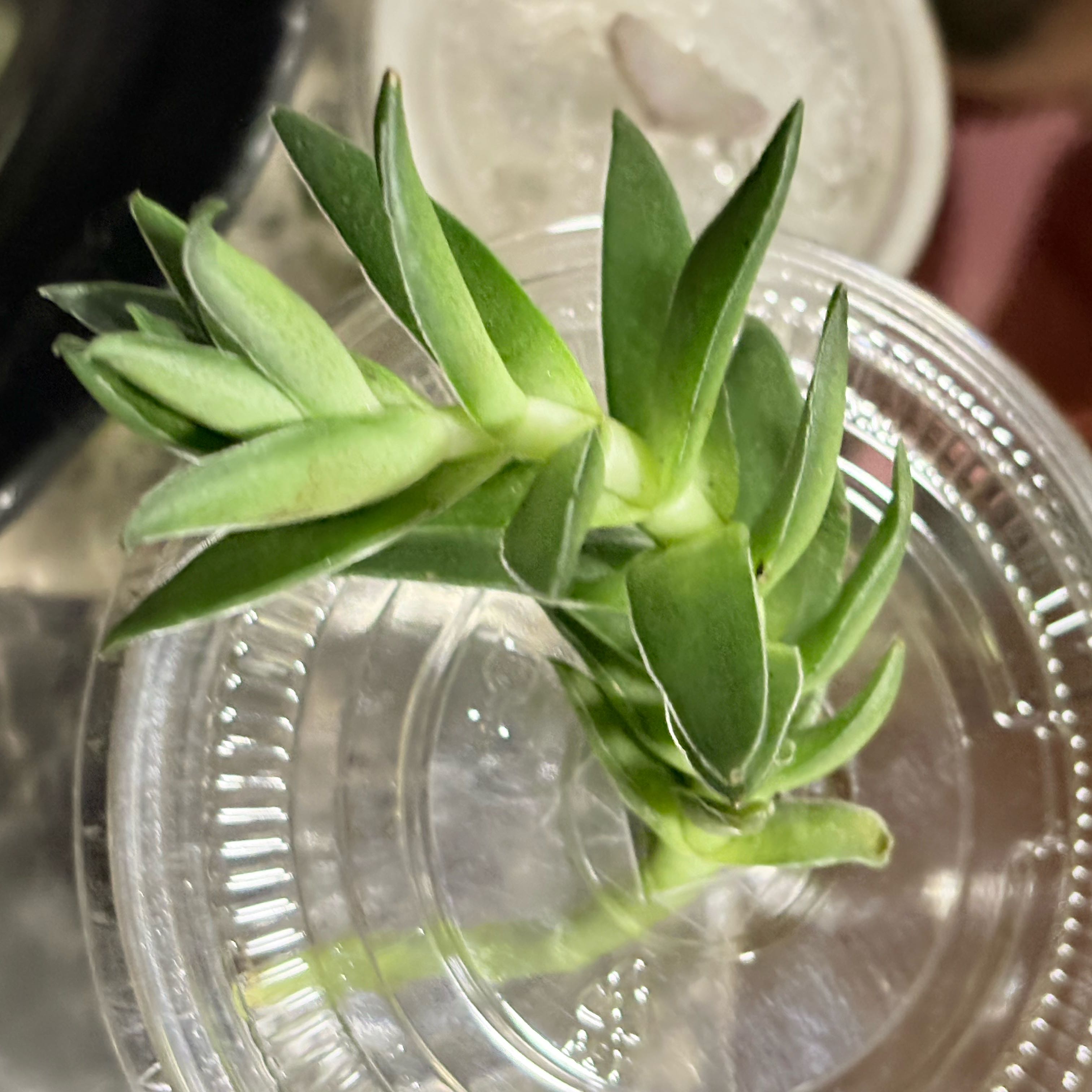 Photo of the plant species Crassula capitella subsp. capitella by @BEsucculent named Crassula capitella on Greg, the plant care app