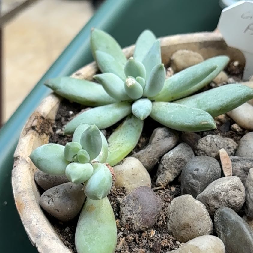 Photo of the plant species Pachyphytum longifolium by @BEsucculent named Pachyphytum longifolium S on Greg, the plant care app