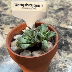Photo of the plant species Titanopsis calcareum by @BEsucculent named Titanopsis calcareum S +90•Concrete Leaf’ on Greg, the plant care app