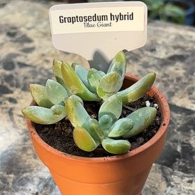 Photo of the plant species Graptosedum 'Blue Giant' by @BEsucculent named Graptosedum’Blue Giant’ on Greg, the plant care app