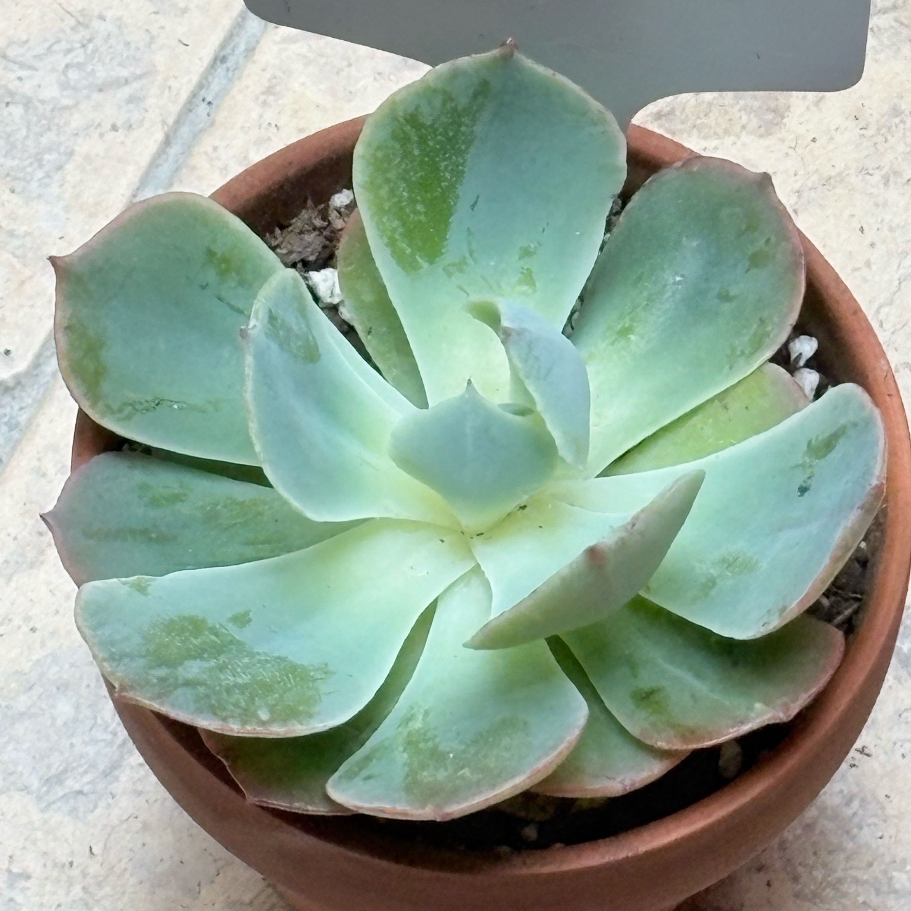 Photo of the plant species Echeveria 'Blue Sky' by @BEsucculent named Echeveria ‘Blue Sky’ on Greg, the plant care app