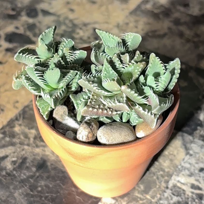 Photo of the plant species Pebbled Tiger Jaws by @BEsucculent named Faucaria tuberculosa (Rolfe) Schwantes W59F on Greg, the plant care app