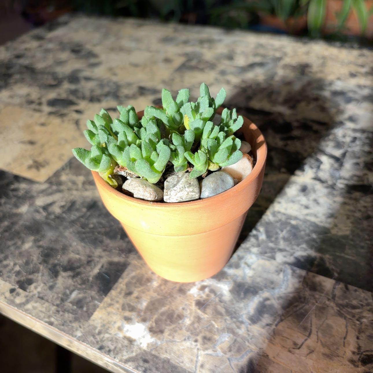 Photo of the plant species Musteline Stomatium by @BEsucculent named Stomatium musteline W on Greg, the plant care app