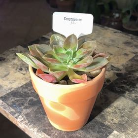 Photo of the plant species Graptoveria 'Jules' by @BEsucculent named Graptoveria ‘Jules’ S on Greg, the plant care app