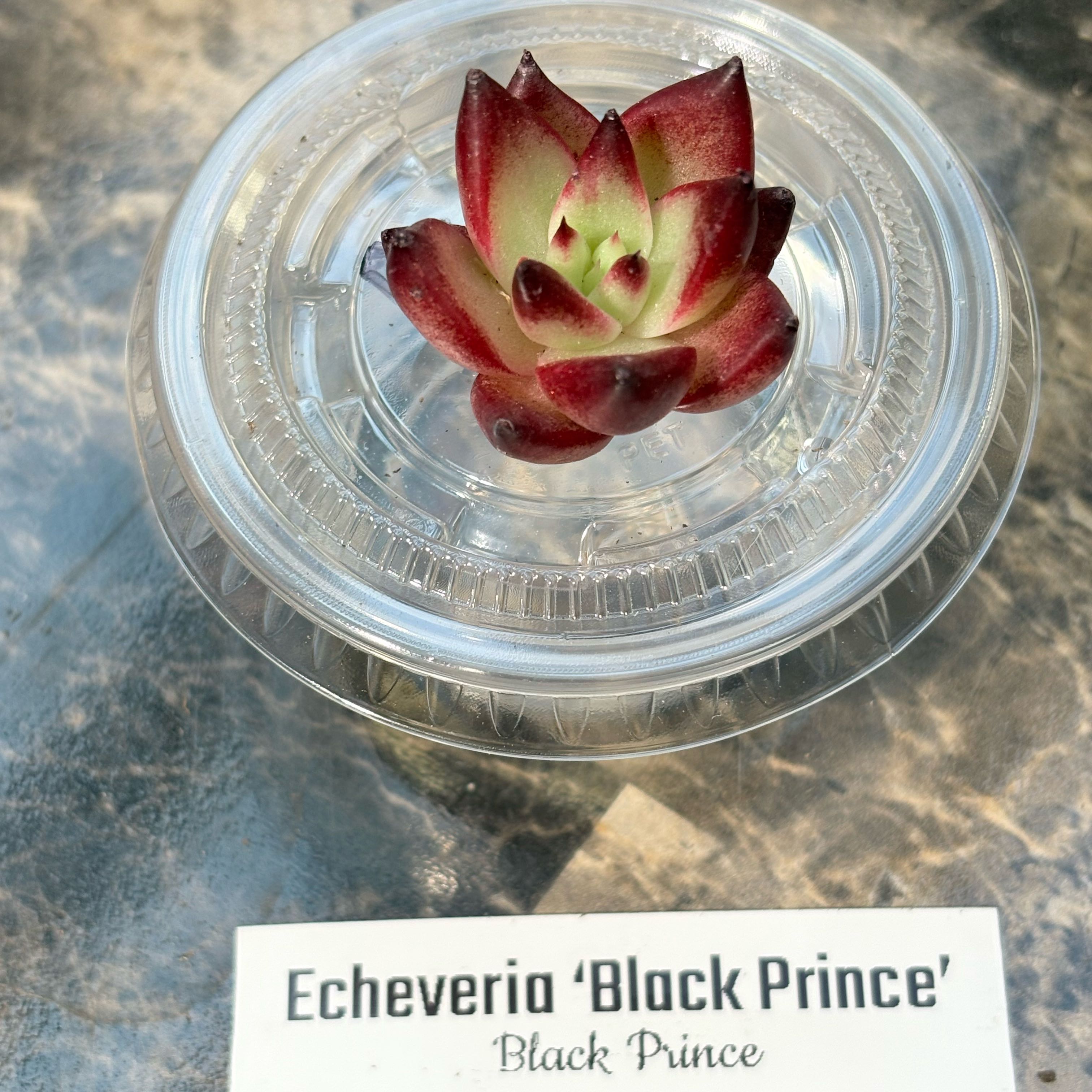 Photo of the plant species Black Prince by @BEsucculent named Echeveria black prince on Greg, the plant care app