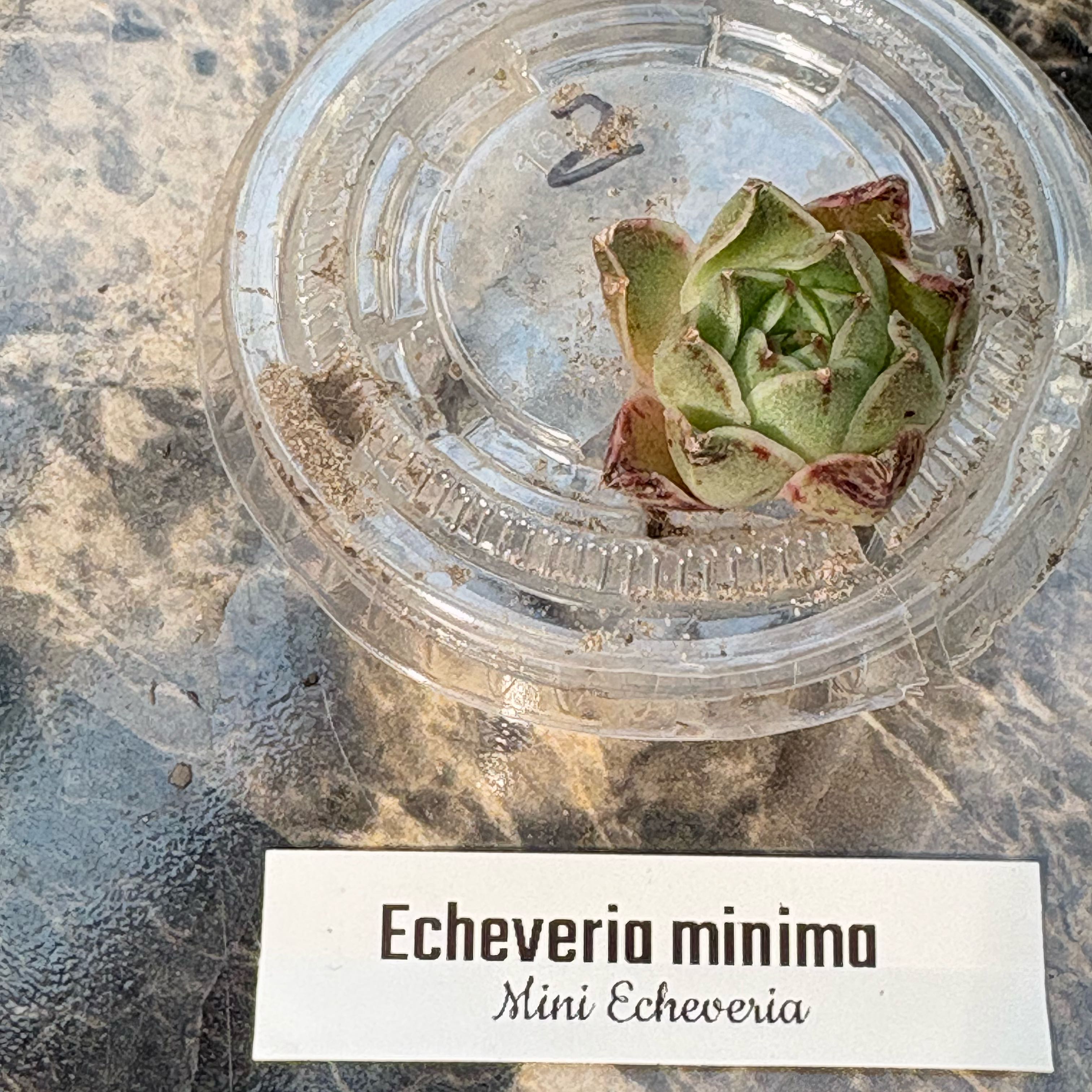 Photo of the plant species Miniature Echeveria  by @BEsucculent named Echeveria minima on Greg, the plant care app