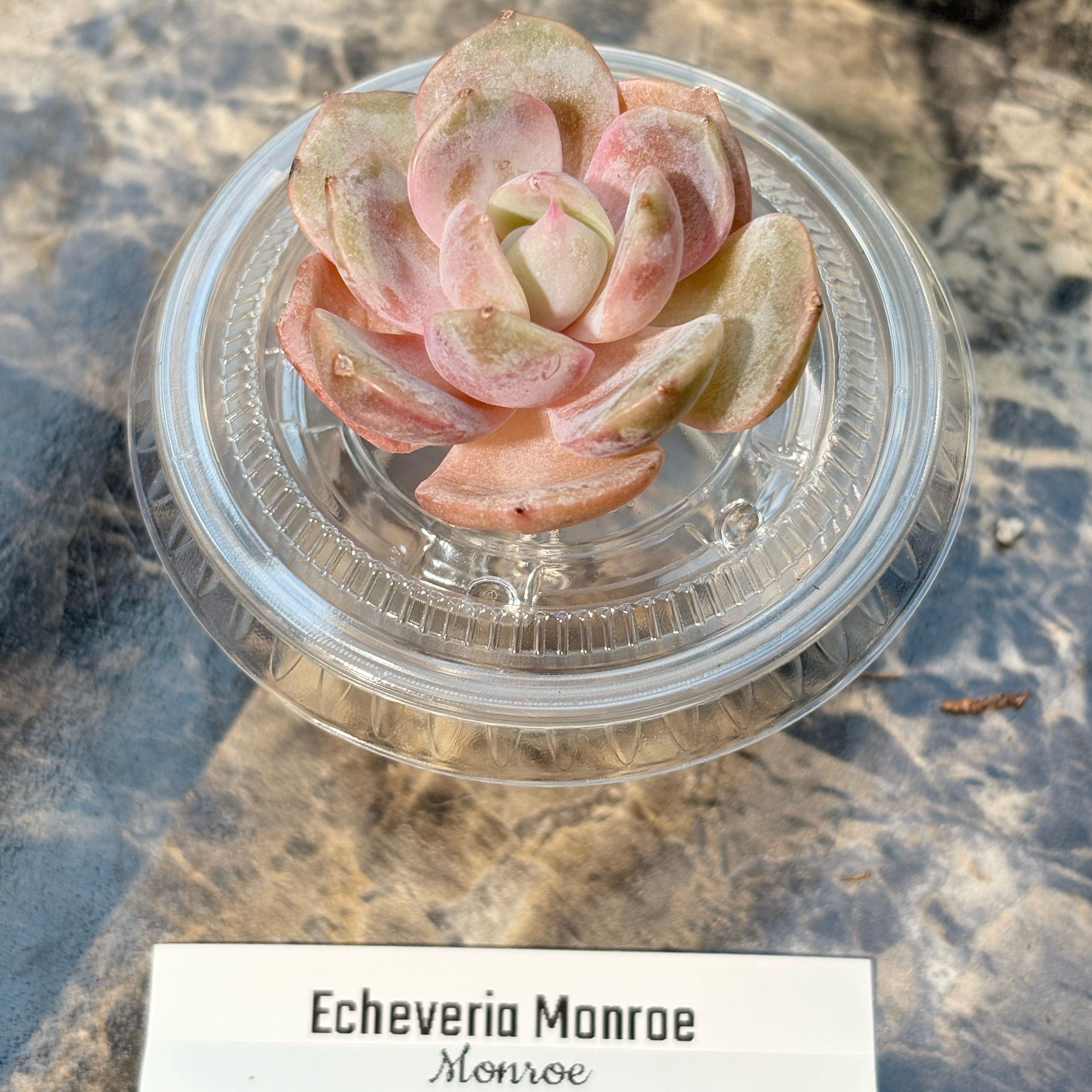 Photo of the plant species Snow Angel by @BEsucculent named Echeveria monroe on Greg, the plant care app