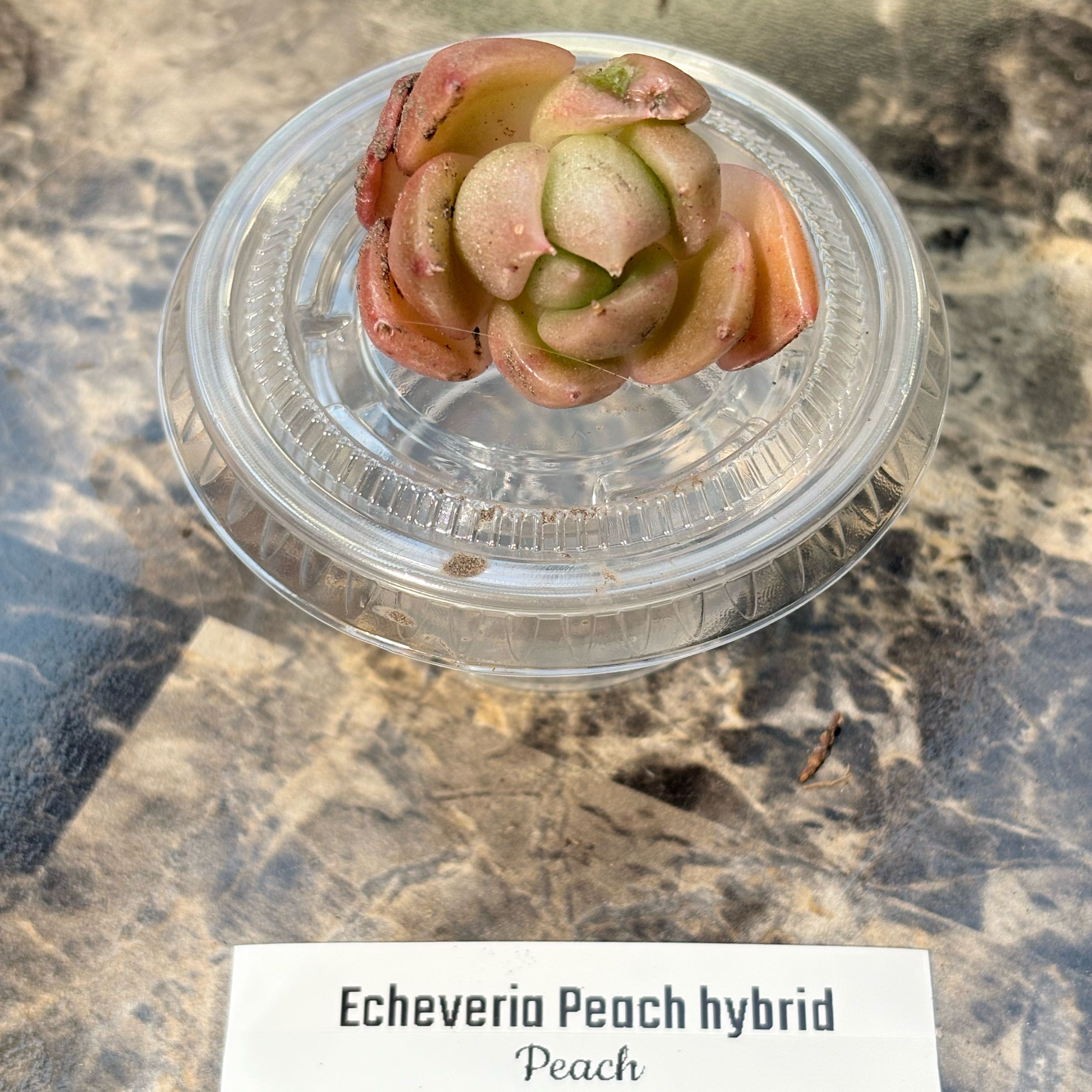 Photo of the plant species Pride by @BEsucculent named Echeveria peach hybrid on Greg, the plant care app