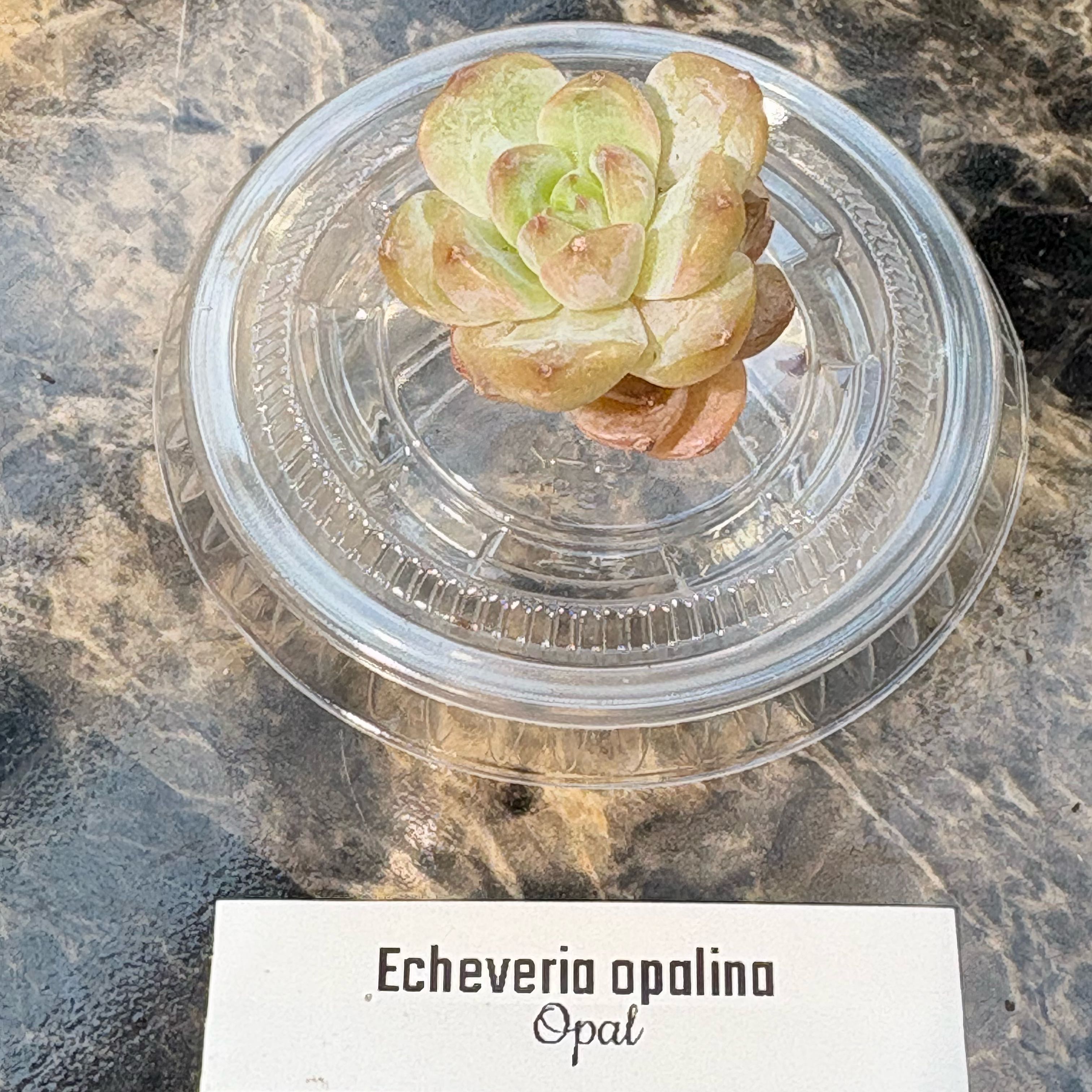 Photo of the plant species Echeveria Opalina by @BEsucculent named Echeveria opalina on Greg, the plant care app