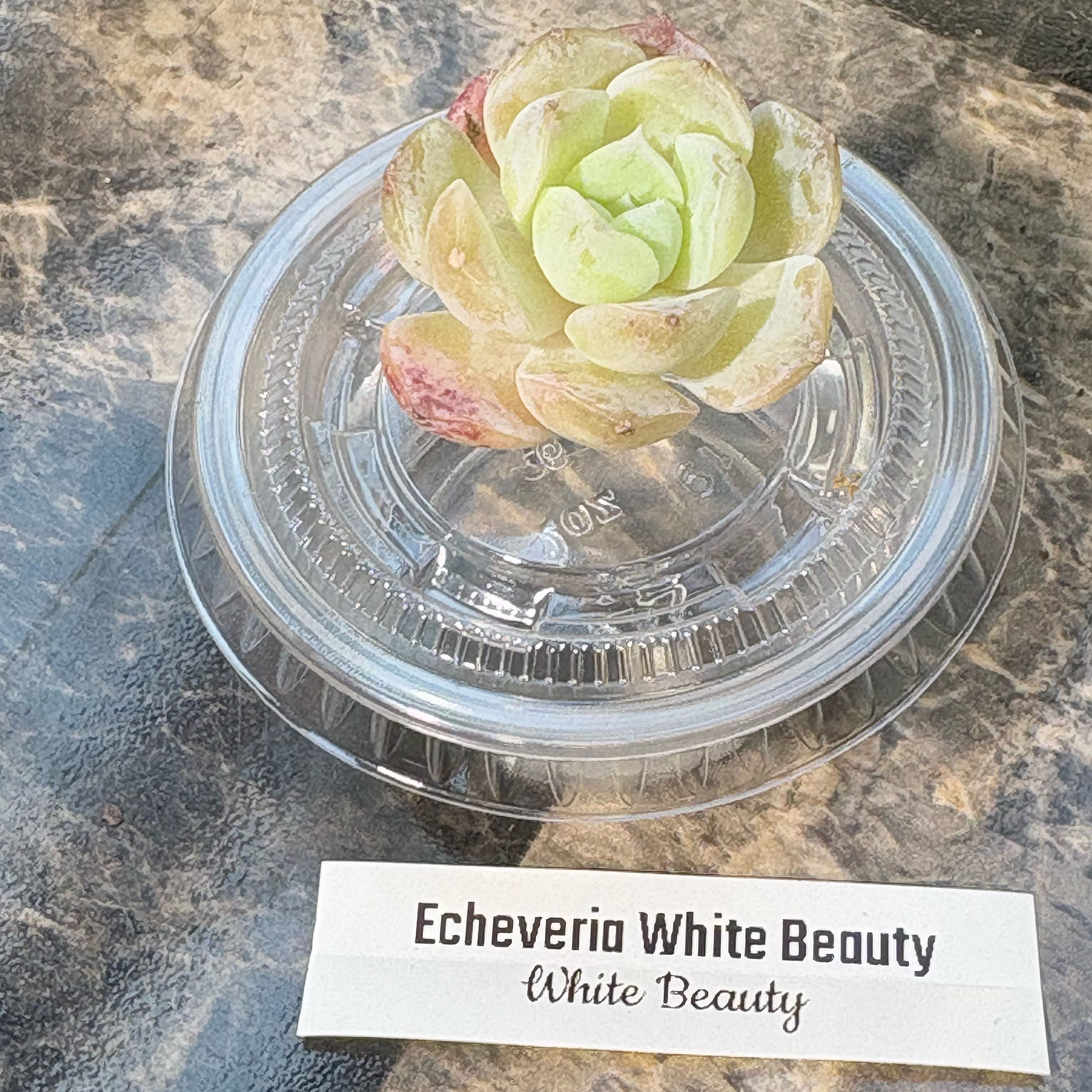 Photo of the plant species Echeveria whitei by @BEsucculent named Echeveria white beauty on Greg, the plant care app