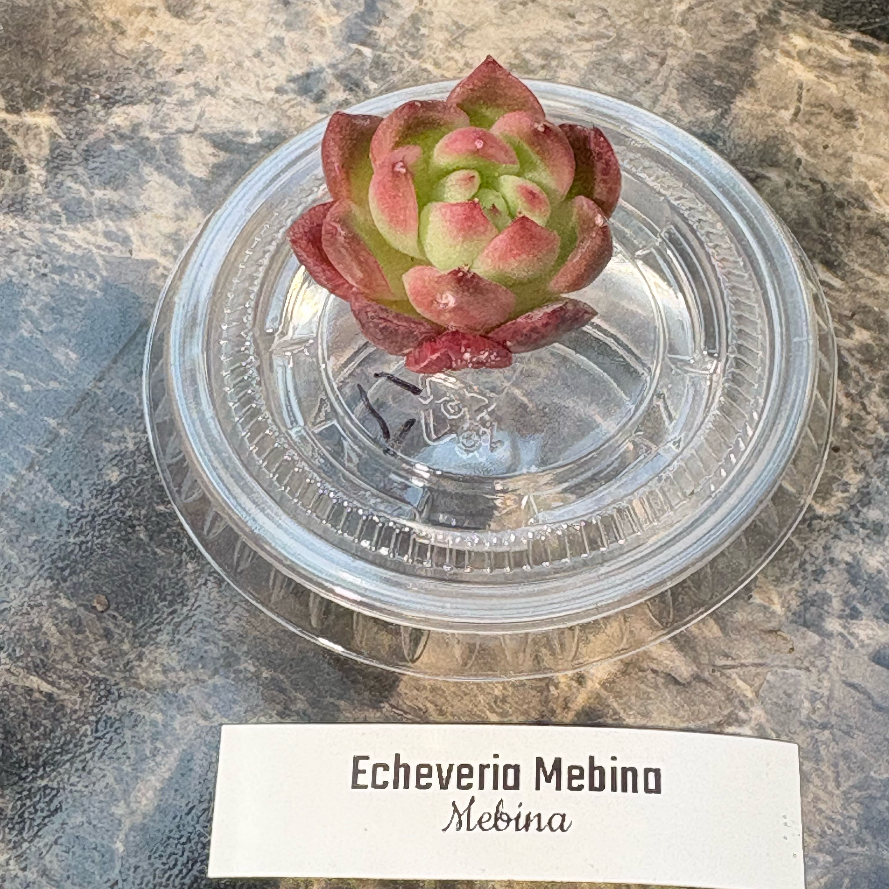 Photo of the plant species Echeveria mebina by @BEsucculent named Echeveria mebina on Greg, the plant care app