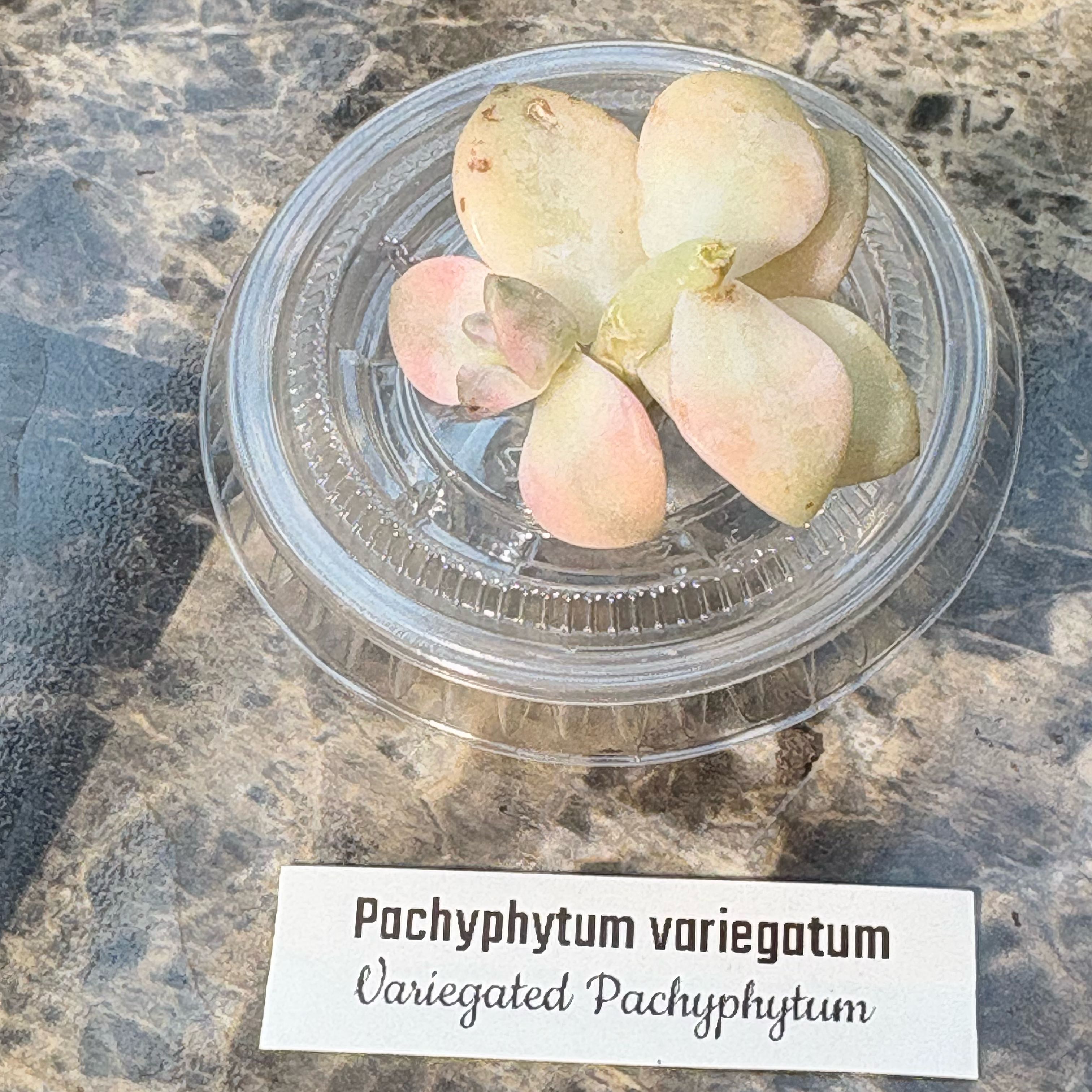 Photo of the plant species Assorted Pachyphytum by @BEsucculent named Pachyphytum variegatum S on Greg, the plant care app