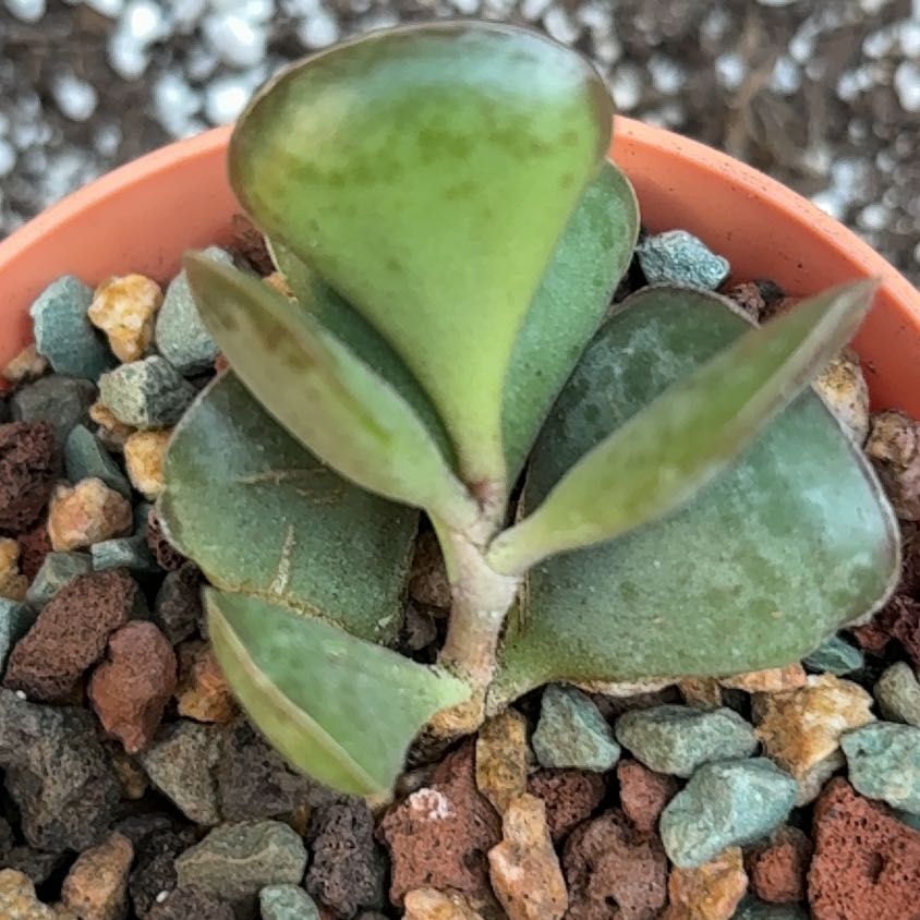 Photo of the plant species Calico Hearts by @BEsucculent named Adromischus triflorus S on Greg, the plant care app