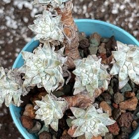 Photo of the plant species Munchkin Liveforever by @BEsucculent named Dudleya gnoma SWMcCabe S on Greg, the plant care app