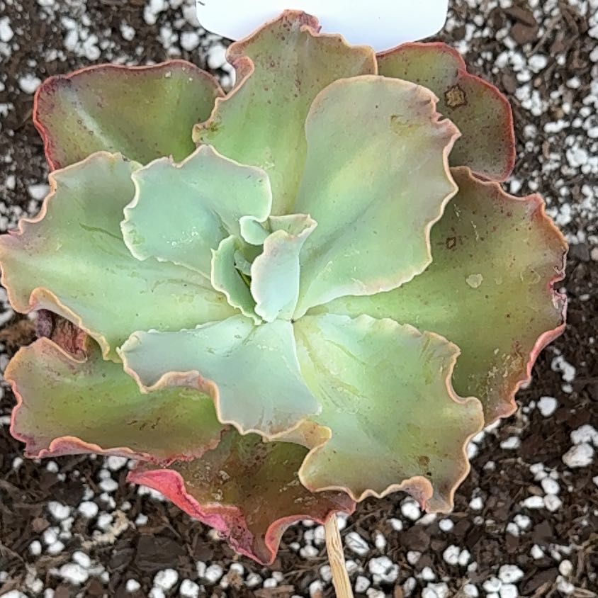 Photo of the plant species Crinoline ruffles by @BEsucculent named Echeveria shaviana on Greg, the plant care app