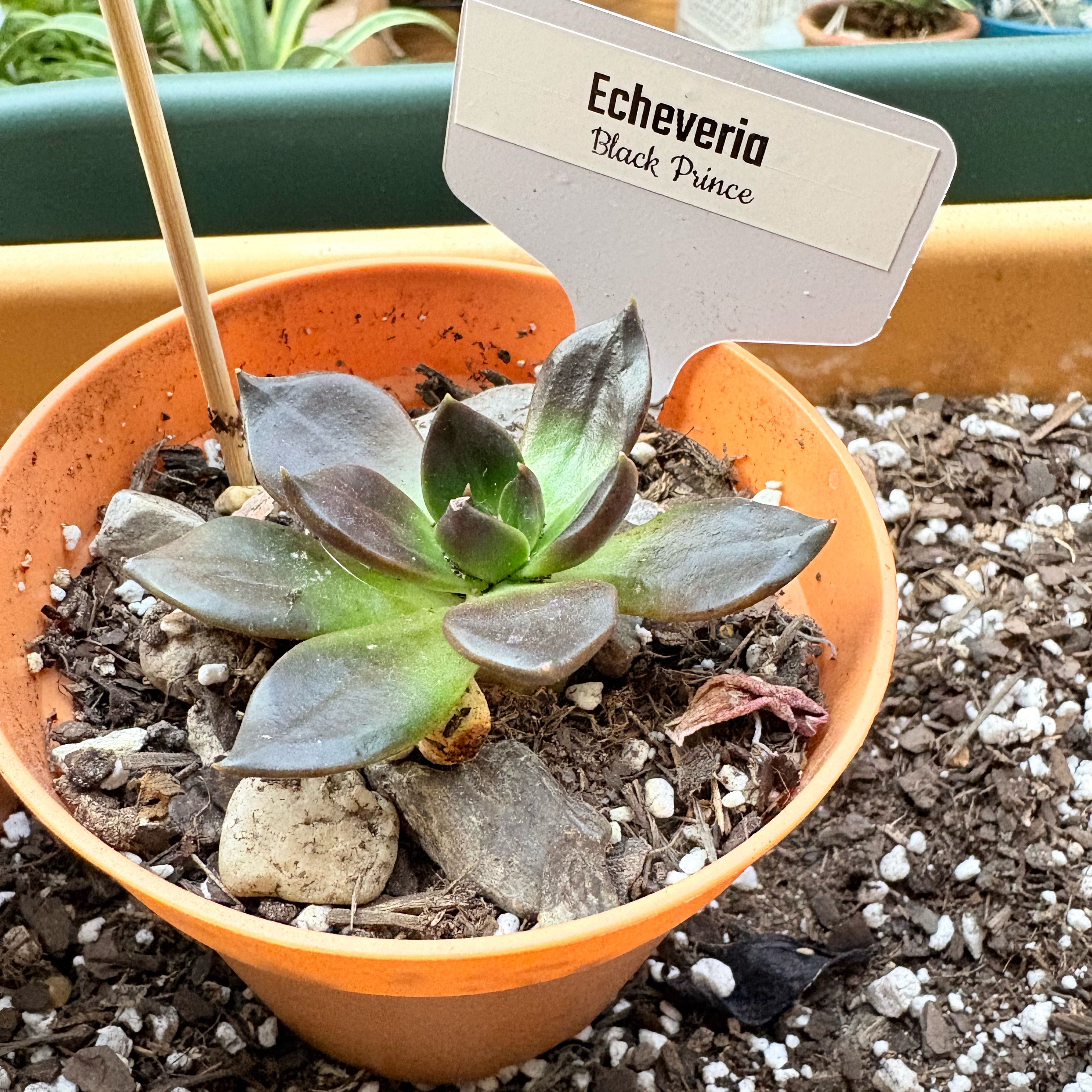 Photo of the plant species Black Prince by @BEsucculent named Echeveria v. affinis on Greg, the plant care app