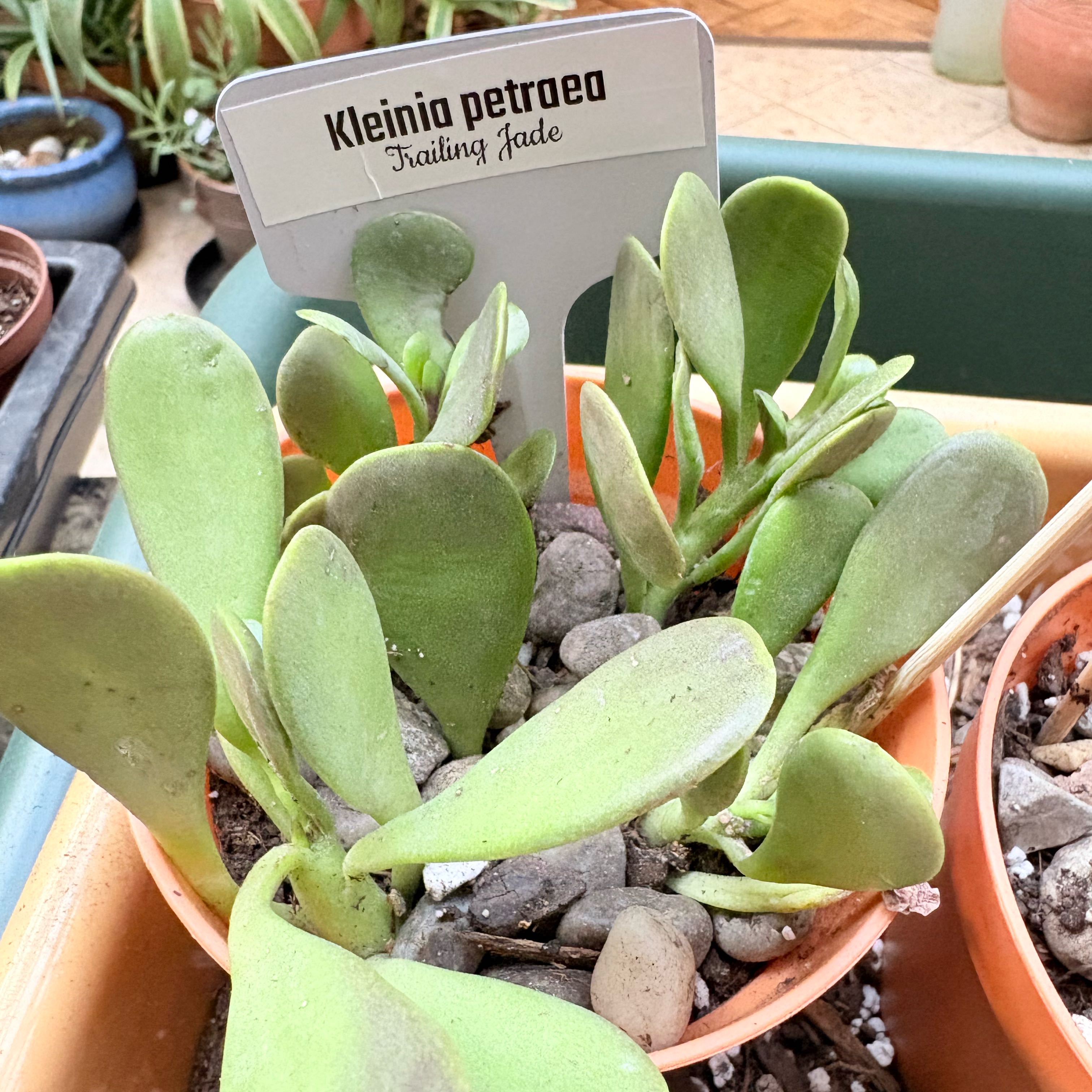 Photo of the plant species Trailing Jade by @BEsucculent named Kleinia petrona S on Greg, the plant care app