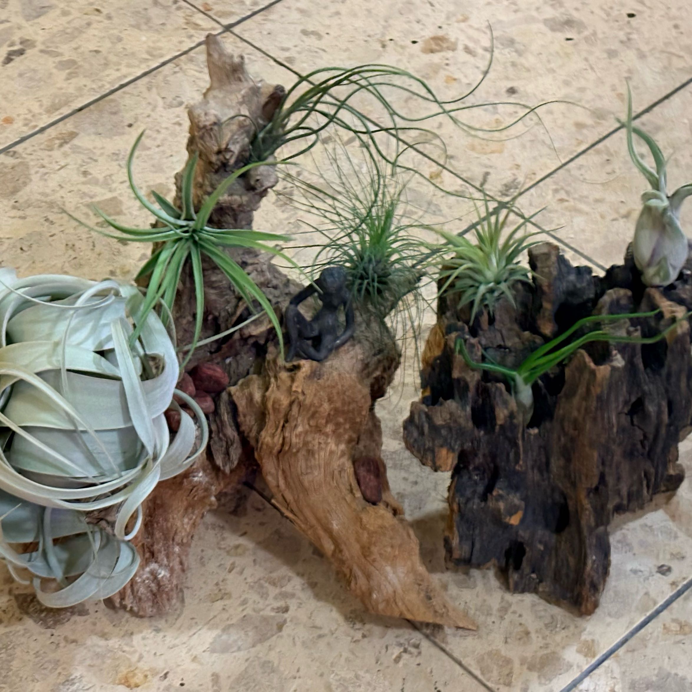Photo of the plant species Houston Air Plant by @BEsucculent named Tillandsia sp. on Greg, the plant care app