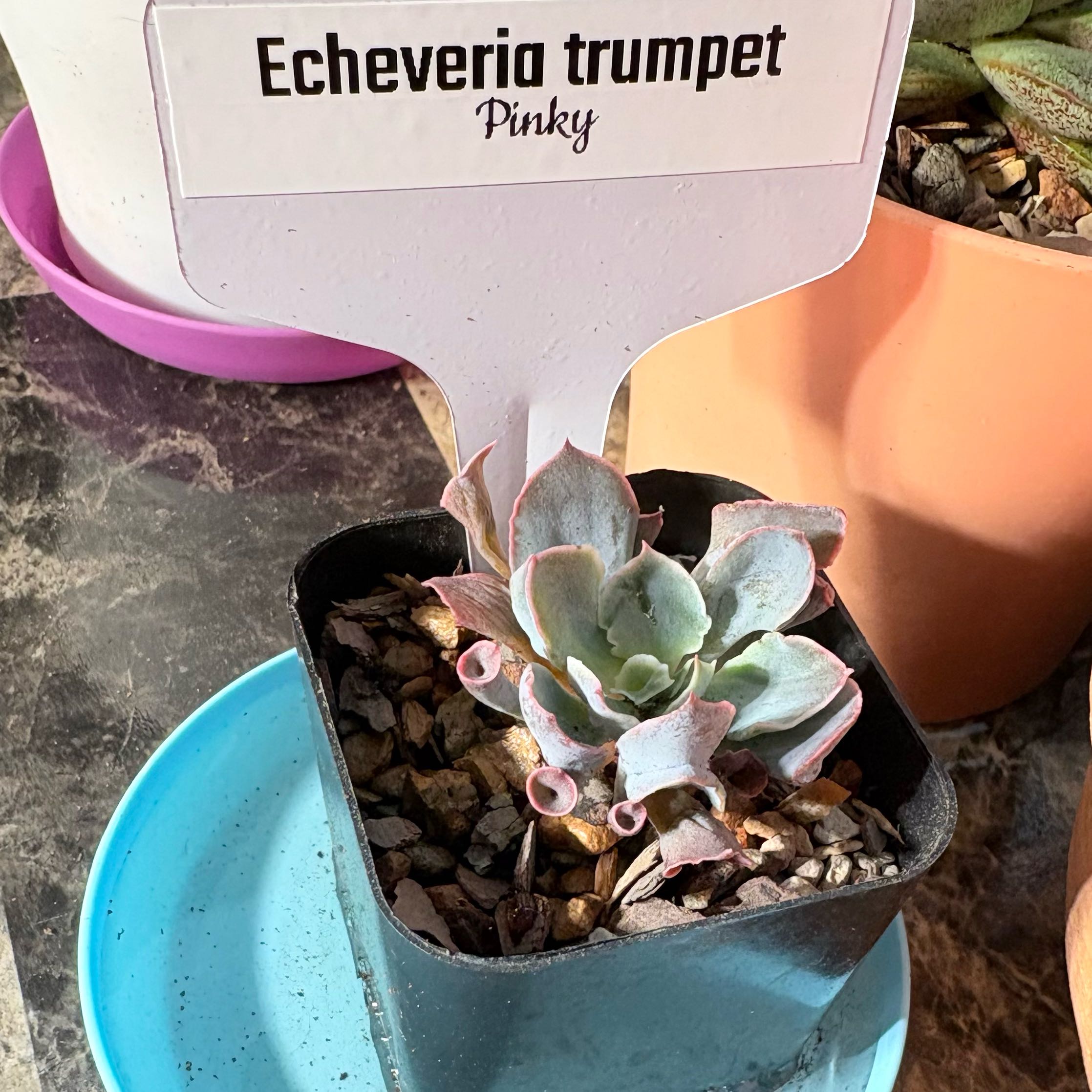 Photo of the plant species Trumpet by @BEsucculent named Echeveria trumpet on Greg, the plant care app
