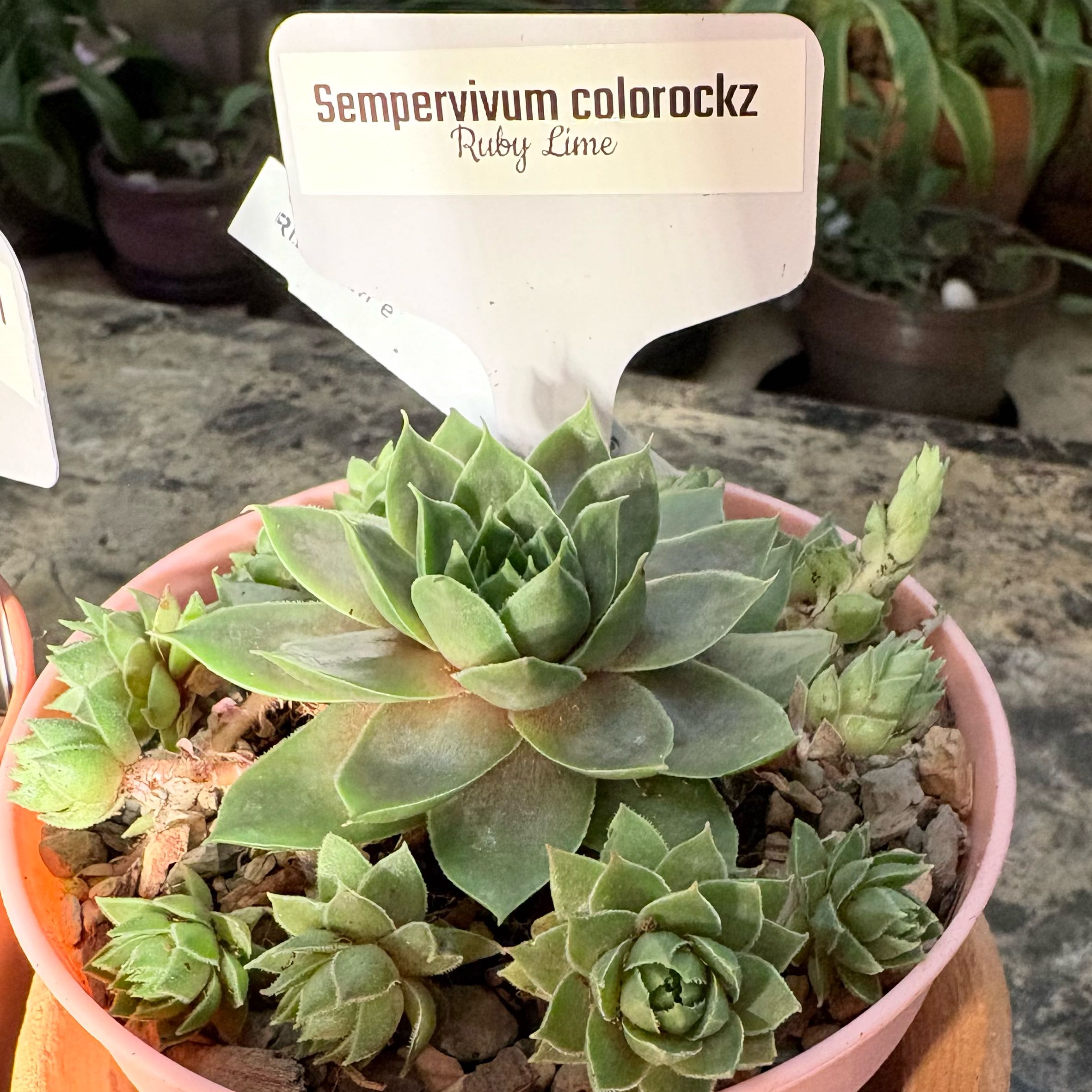 Photo of the plant species Coconut Crystal by @BEsucculent named Sempervivum colorockz on Greg, the plant care app
