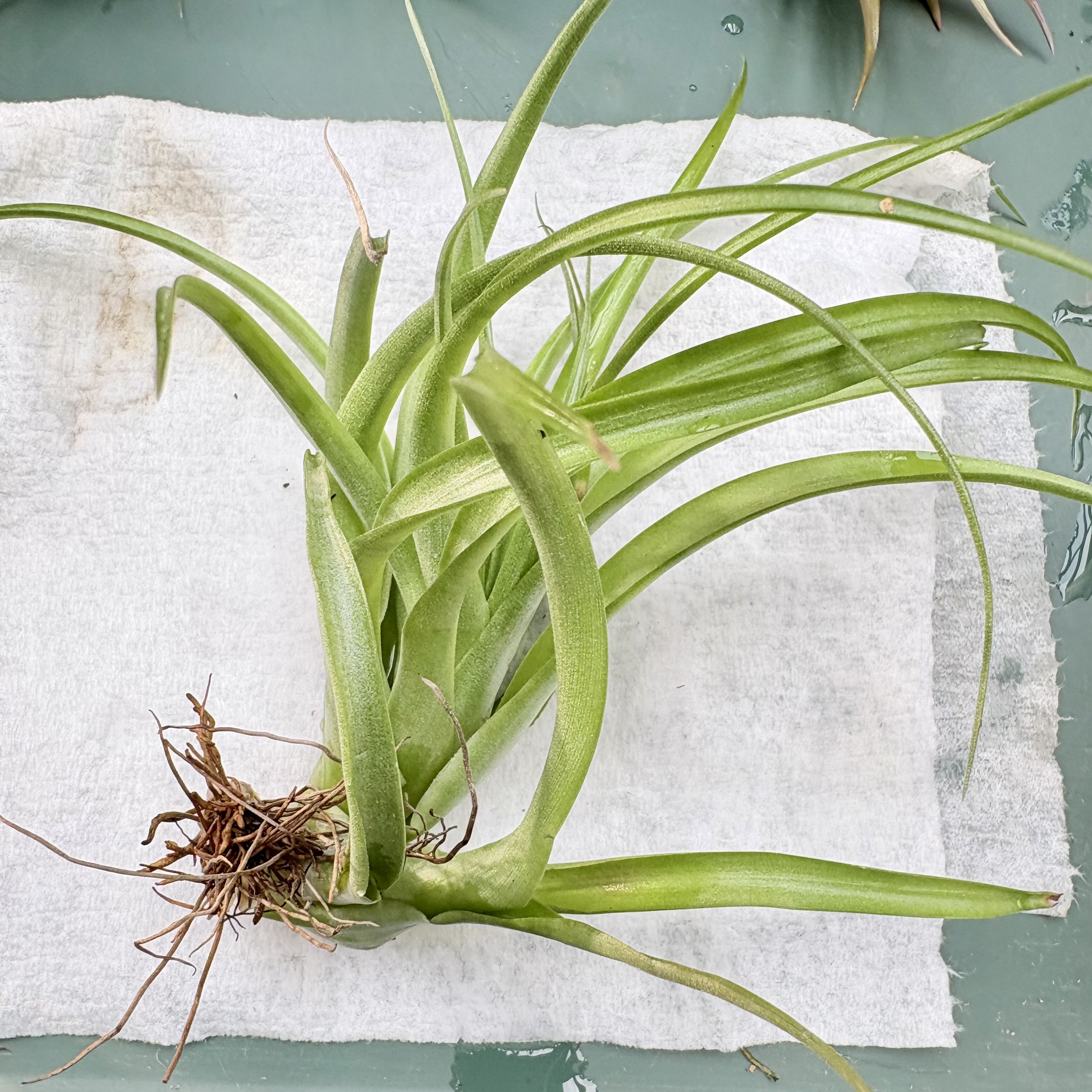 Photo of the plant species Brachycaulos Green Air Plant by @BEsucculent named Tillandsia brachycaulos on Greg, the plant care app