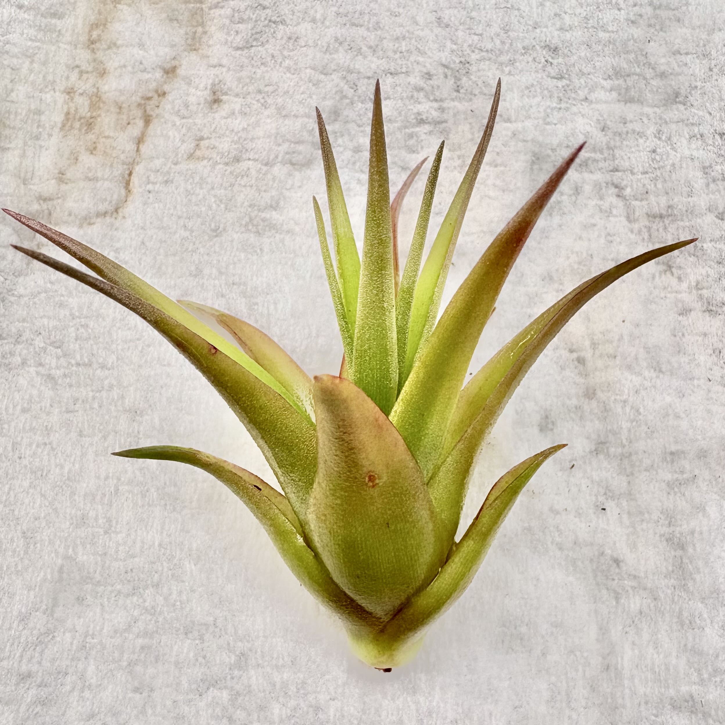 Photo of the plant species Vanhyning's air plant by @BEsucculent named Tillandsia Vanhyningi on Greg, the plant care app