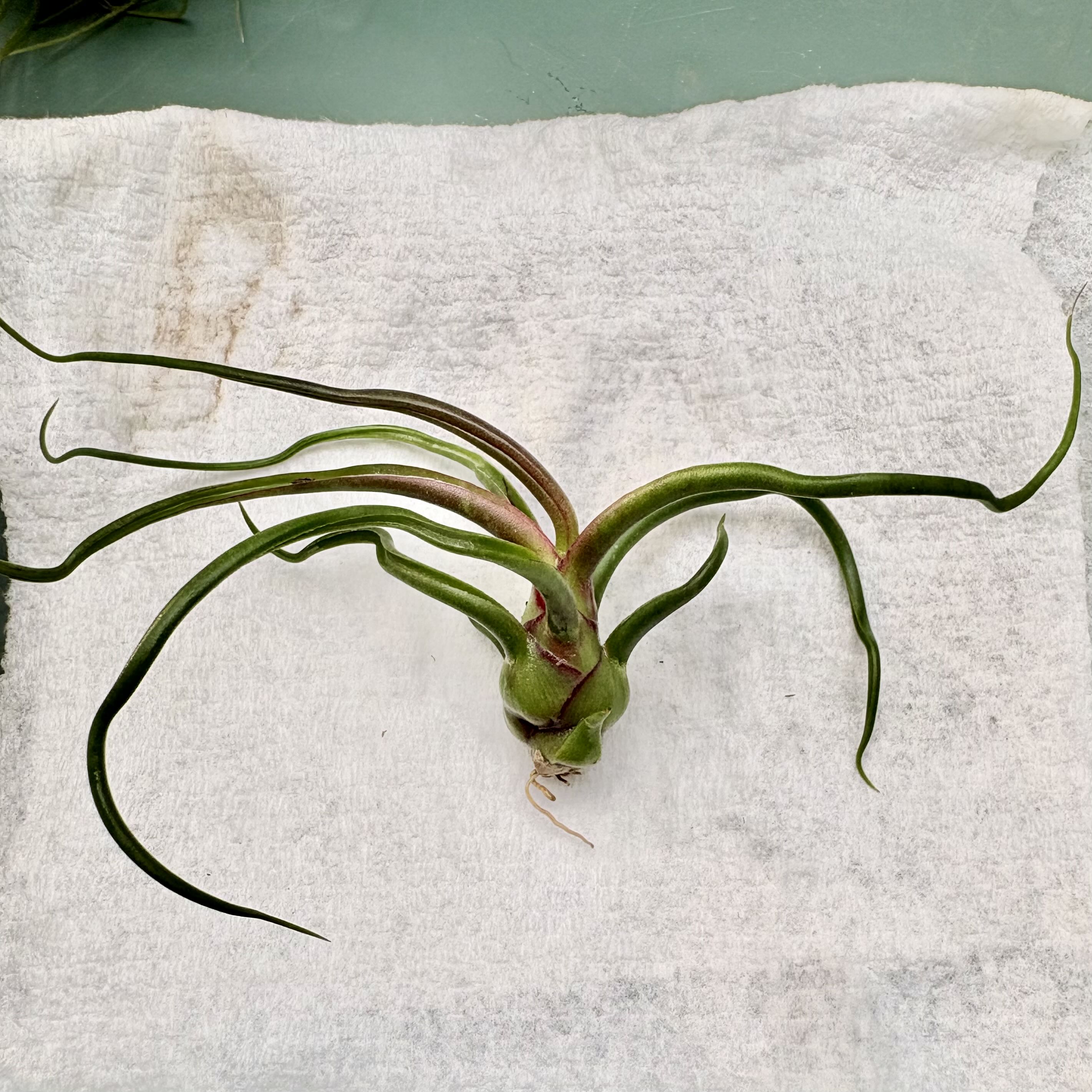 Photo of the plant species Tillandsia Bulbosa Guatomala by @BEsucculent named Tillandsia bulbosa on Greg, the plant care app