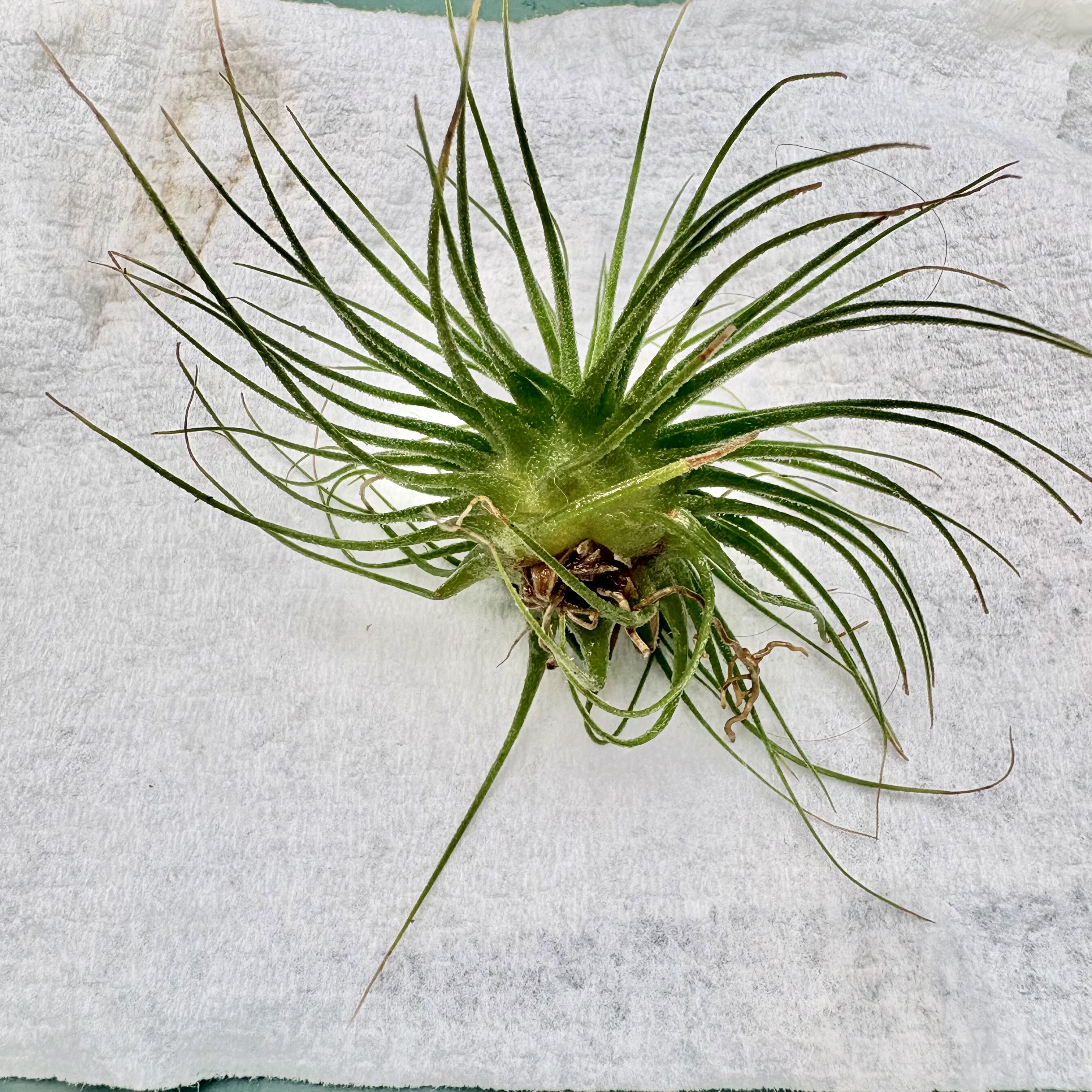 Photo of the plant species Snowball Air Plant by @BEsucculent named Tillandsia tectorum on Greg, the plant care app