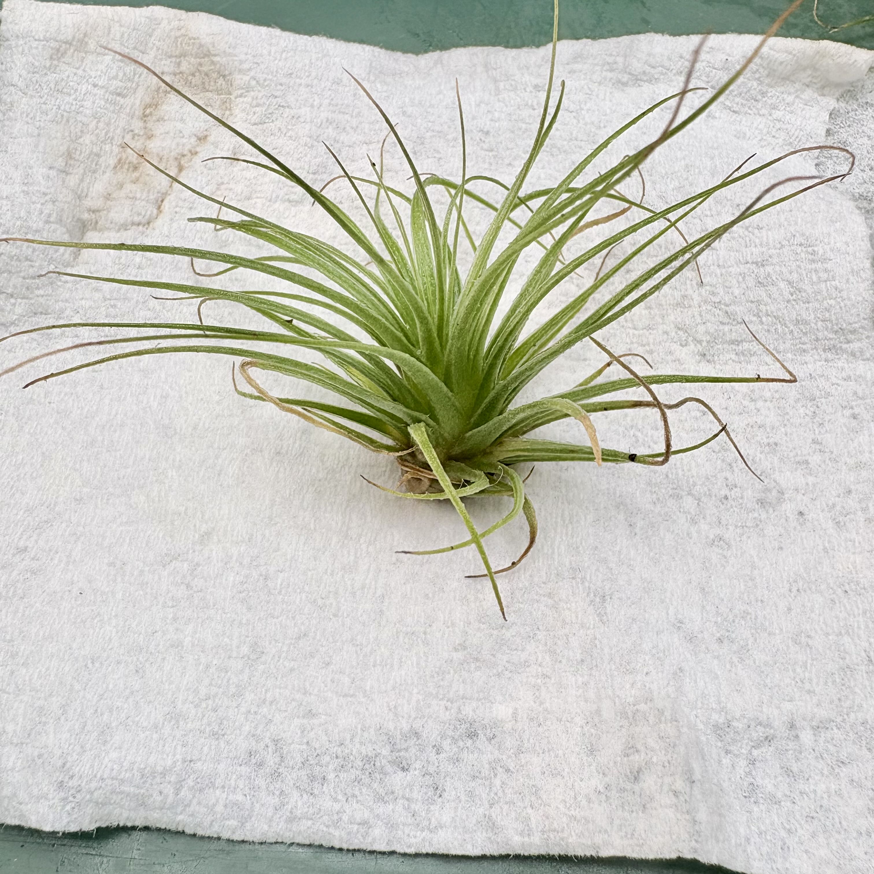 Photo of the plant species Tillandsia magnusiana Air Plant by @BEsucculent named Tillandsia magnusaino on Greg, the plant care app
