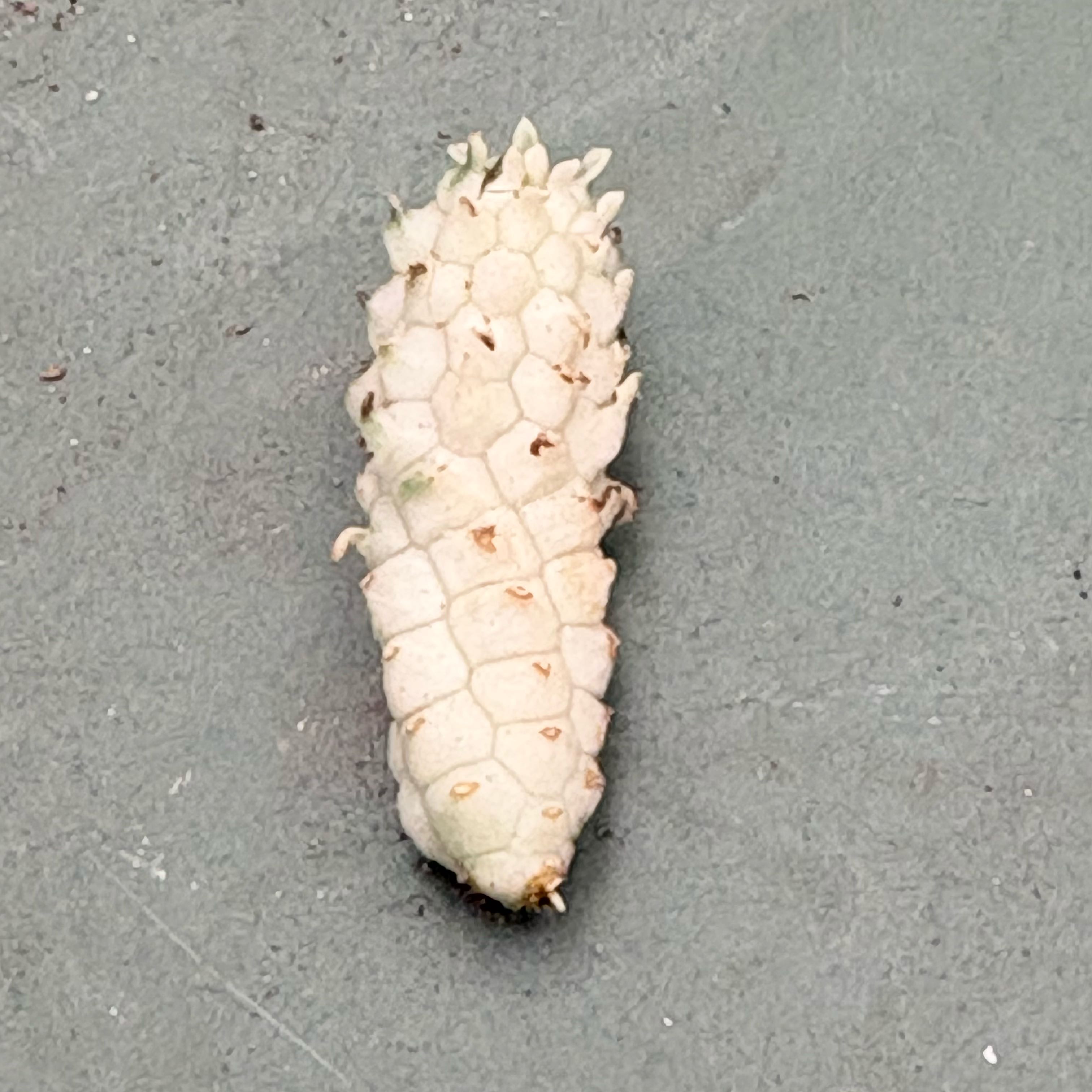 Photo of the plant species Medusa's Head by @BEsucculent named Euphorbia capital-medusae on Greg, the plant care app