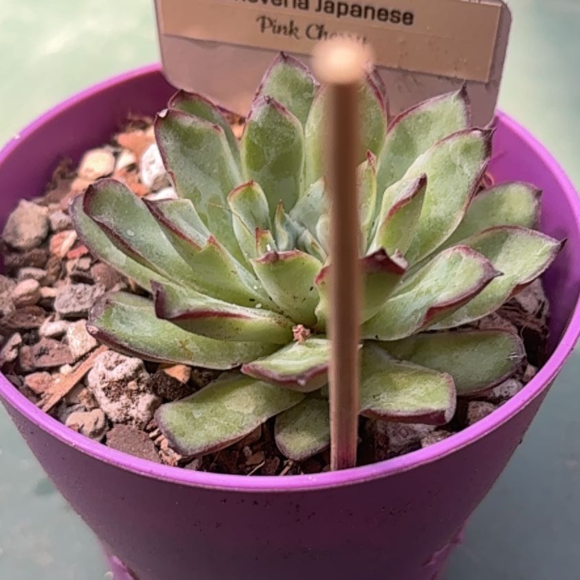Photo of the plant species Echeveria by @BEsucculent named Echeveria Japanese “Pink Cherry” on Greg, the plant care app