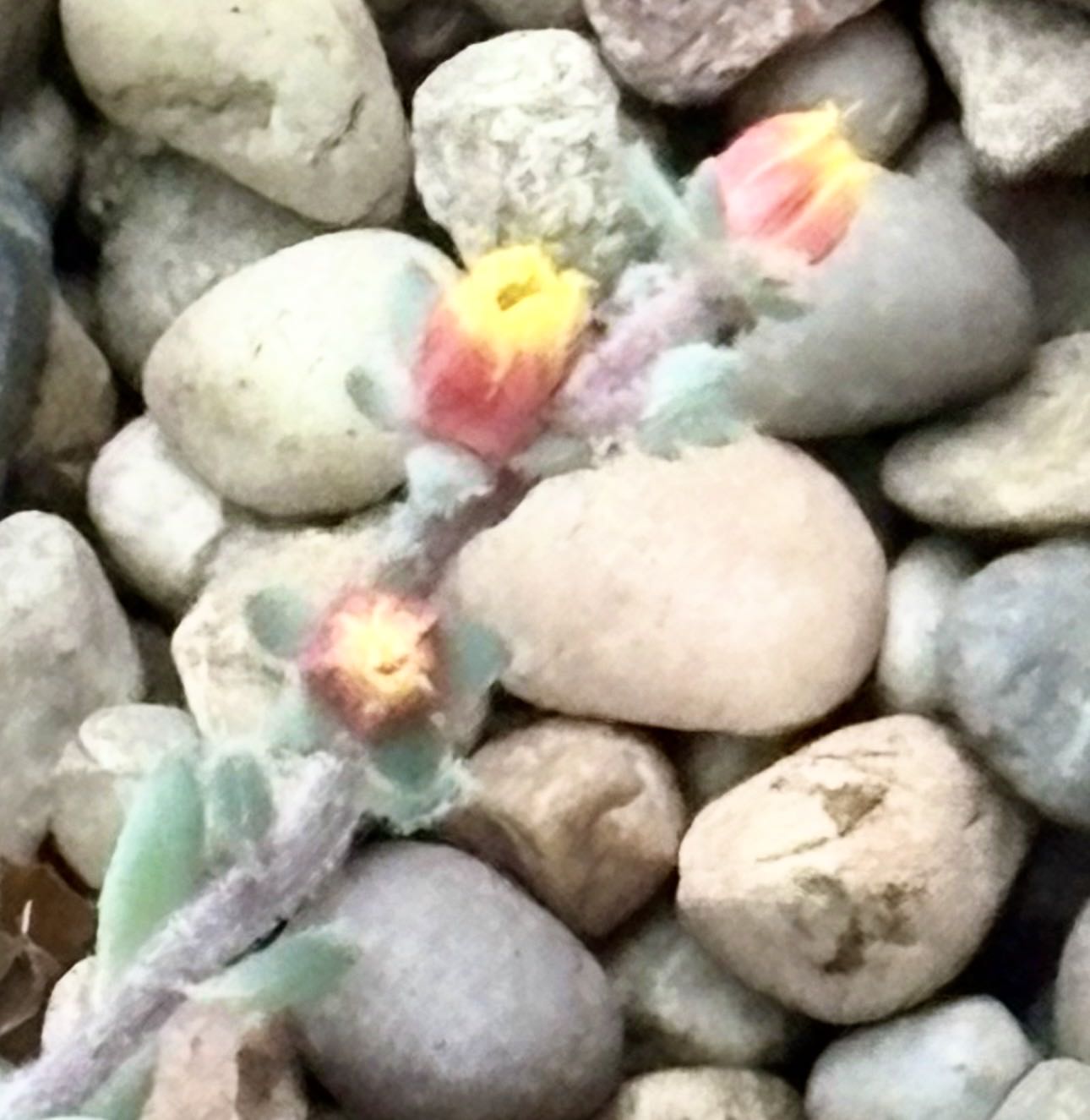 Photo from the post