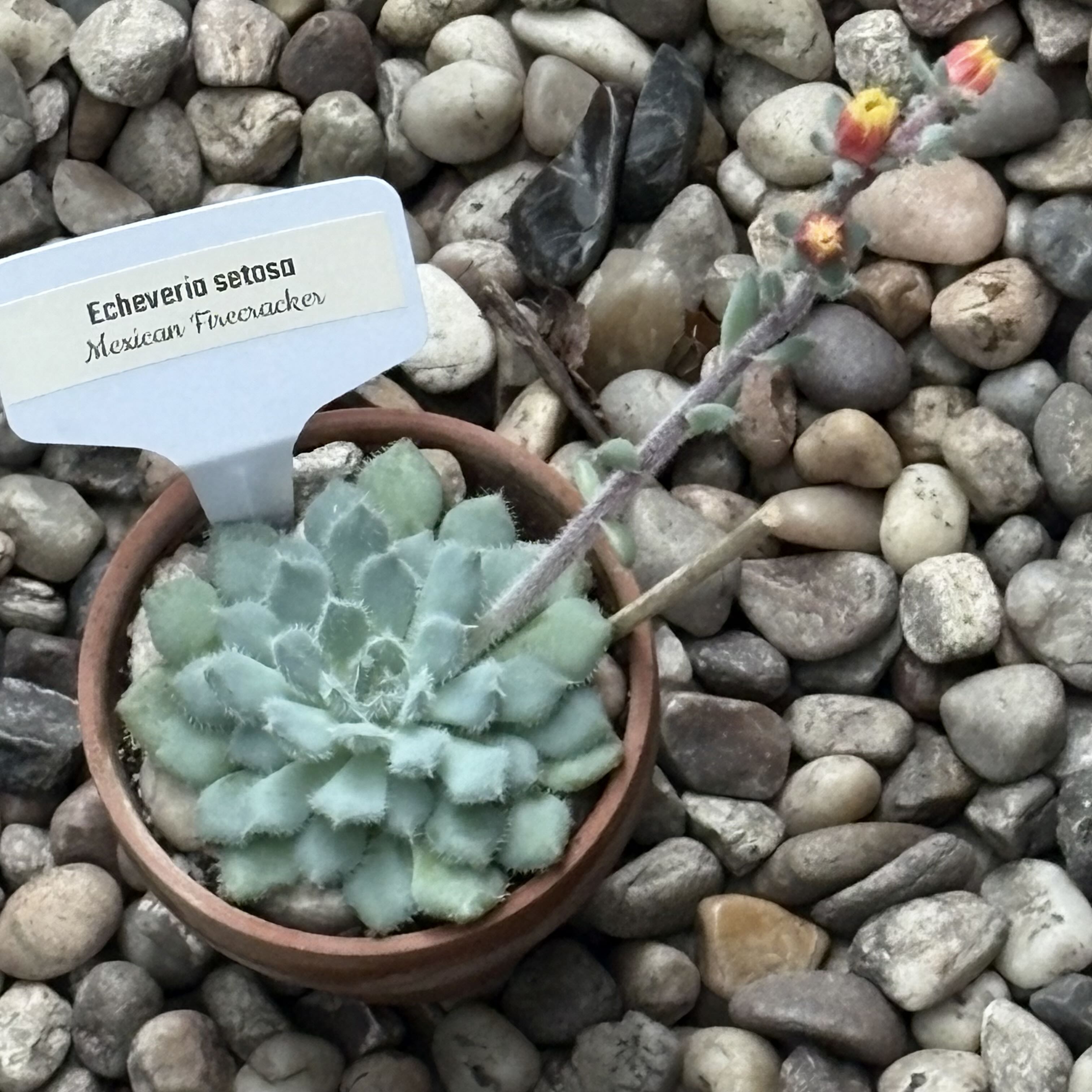 Photo from the post