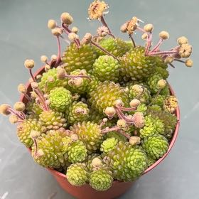 Photo of the plant species Monathes by @BEsucculent named Monathese polyphylla on Greg, the plant care app