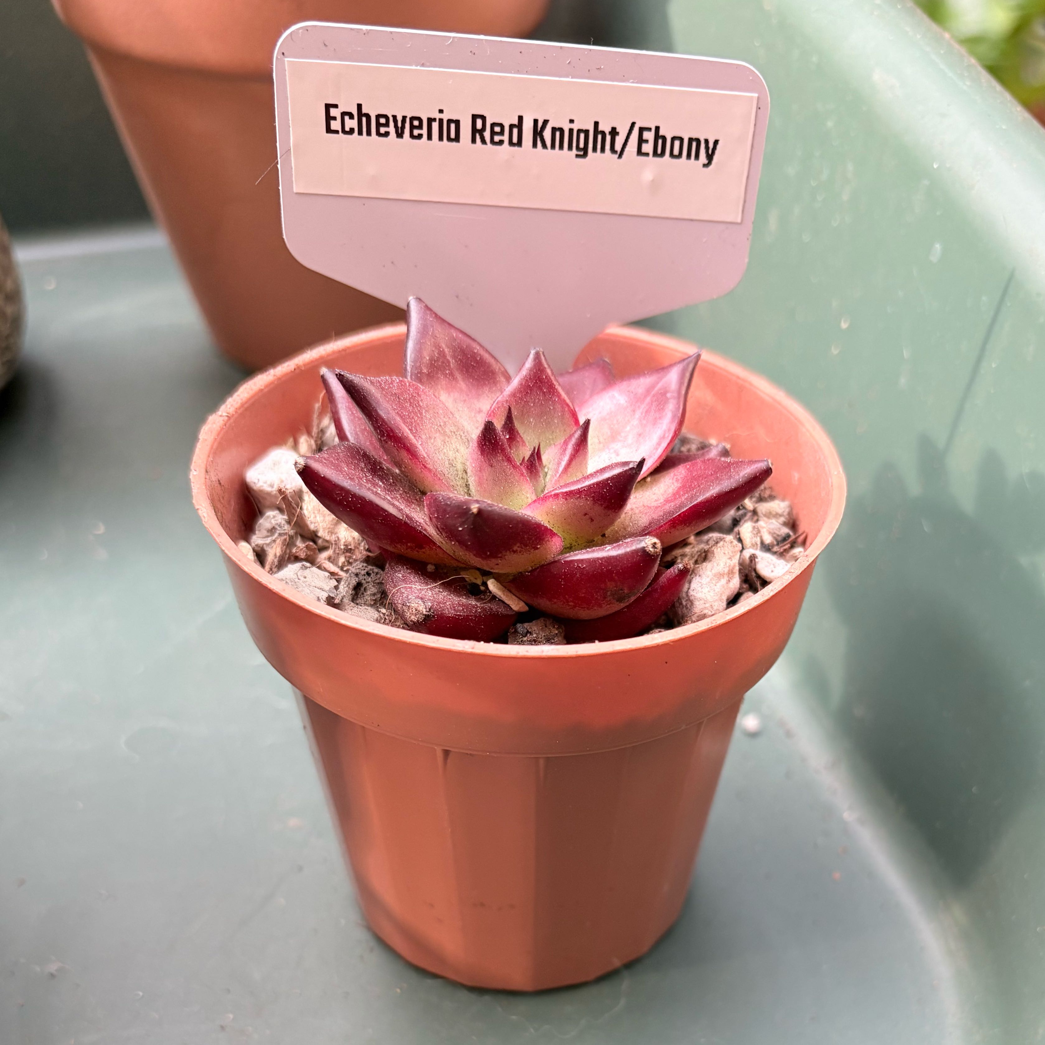 Photo of the plant species Red Ebony by @BEsucculent named Echeveria red knight/ebony on Greg, the plant care app