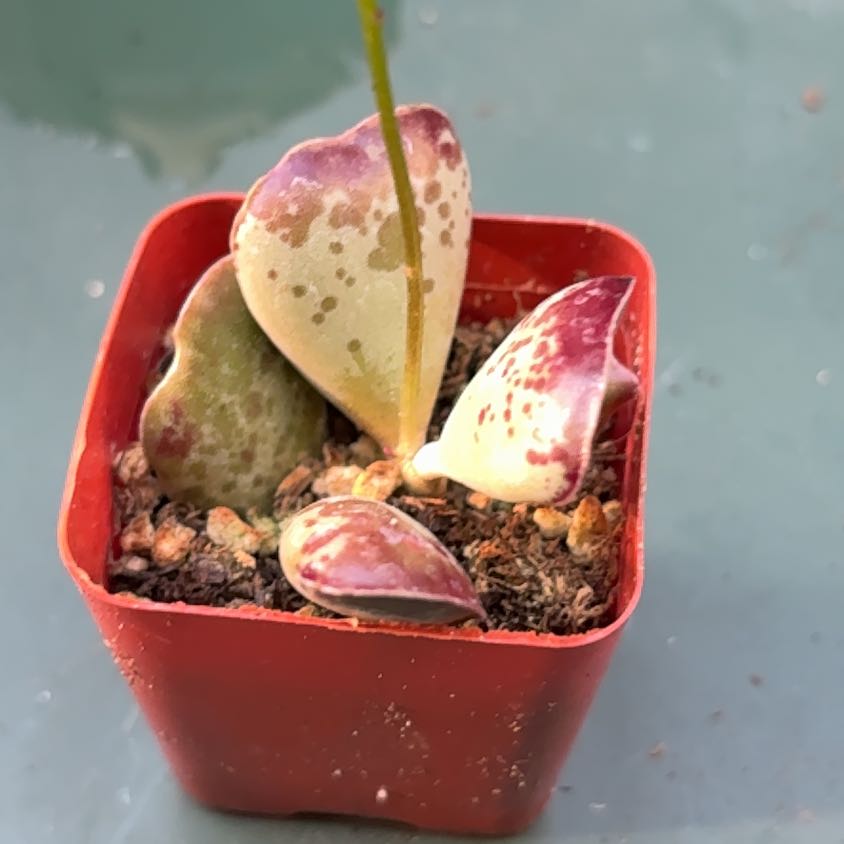 Photo of the plant species Andromischus Triflorus by @BEsucculent named Andromischus triflorus on Greg, the plant care app