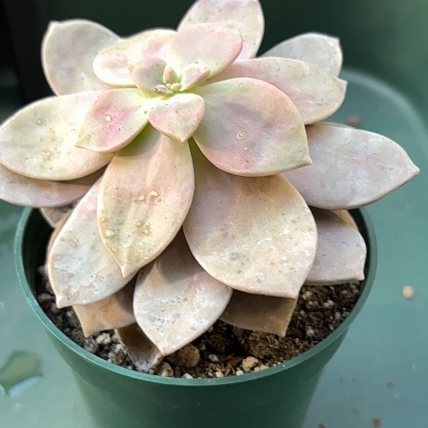 Photo of the plant species Beautiful Graptopetalum by @BEsucculent named Graptopetalum superbum Lavender Rose on Greg, the plant care app