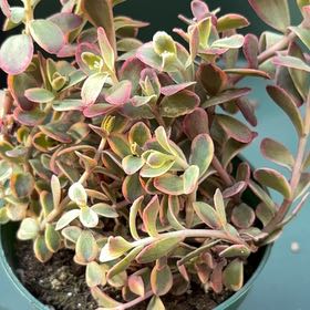 Photo of the plant species Sedum Sunsparkler 'WildFire' by @BEsucculent named Sedum sunsparkler on Greg, the plant care app