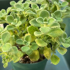 Photo of the plant species Vick's Plant by @BEsucculent named Plectranthus tomentosa on Greg, the plant care app