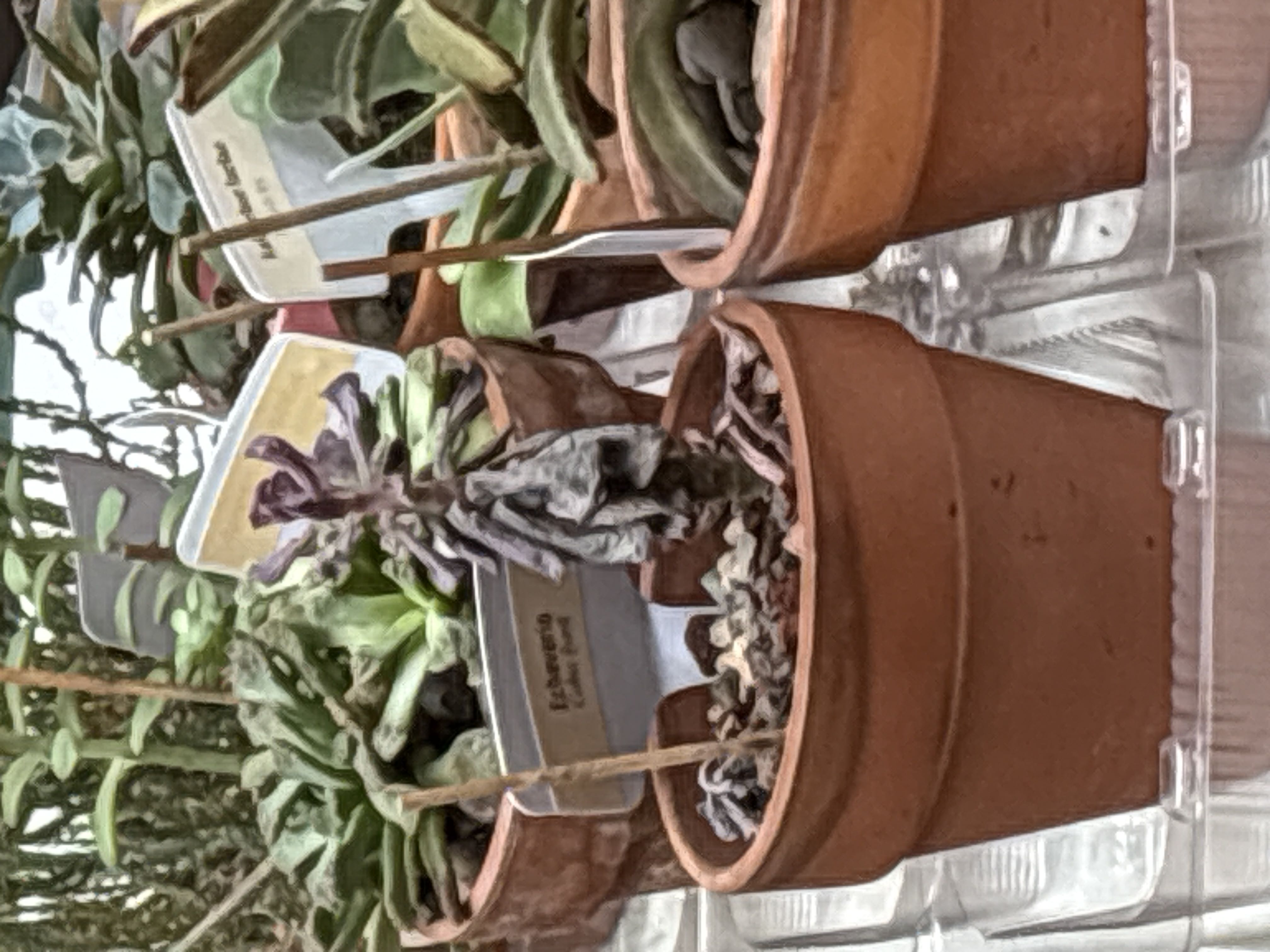 Photo from the post