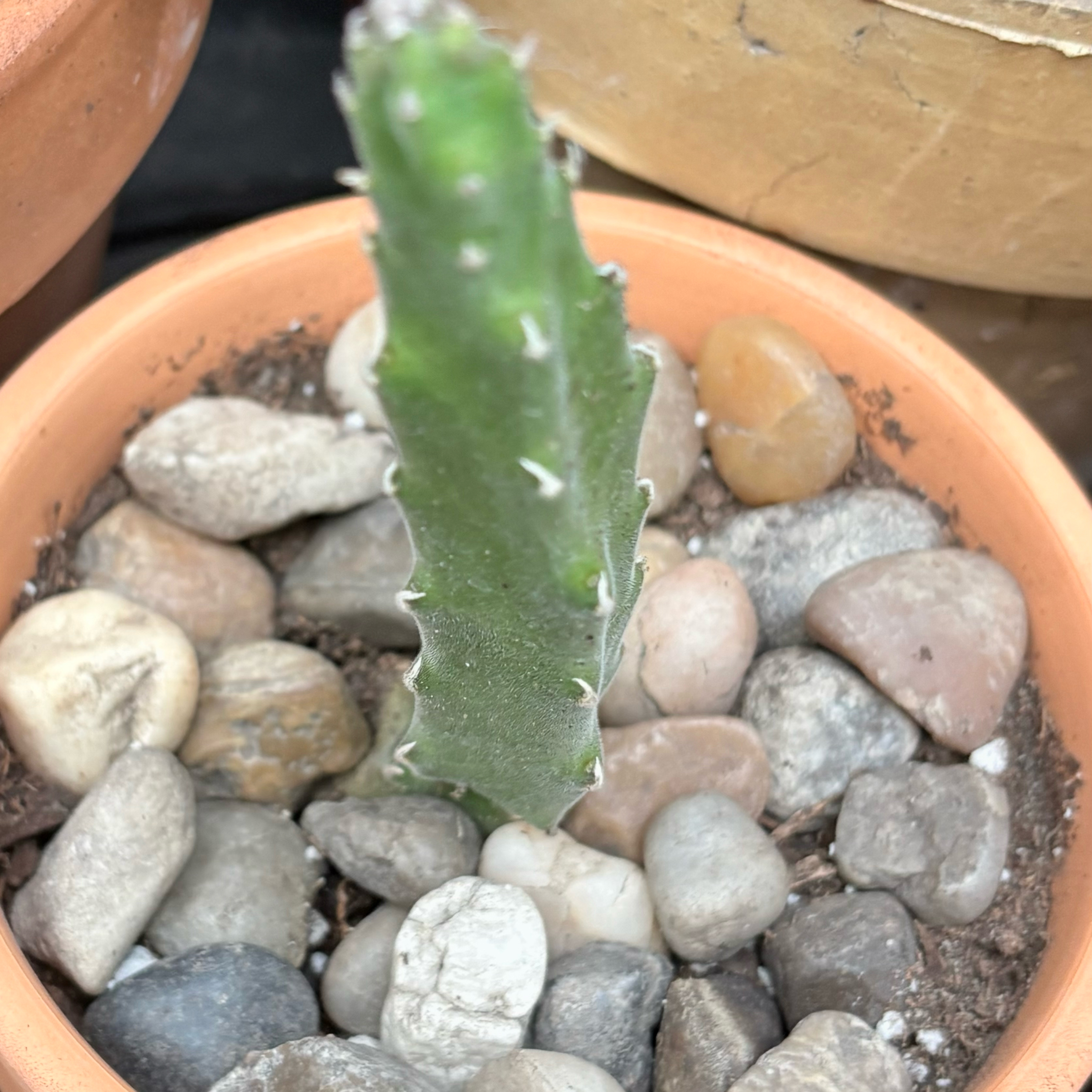 Photo of the plant species Starfish Flower Cactus by @BEsucculent named Stapelia hirsuta W on Greg, the plant care app